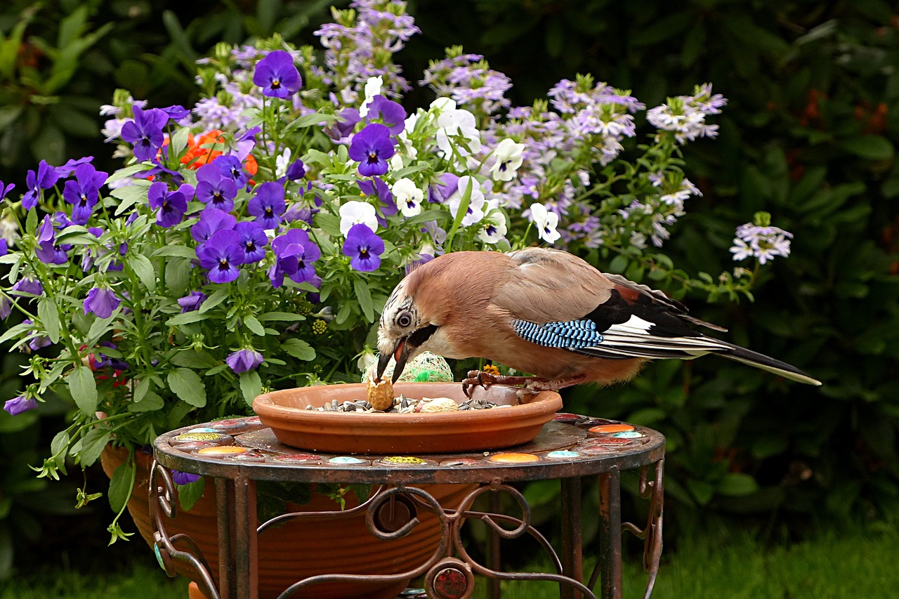 Jay, Garrulus Glandarius, Paukštis, Maitinimas, Sodas, Nemokamos Nuotraukos,  Nemokama Licenzija