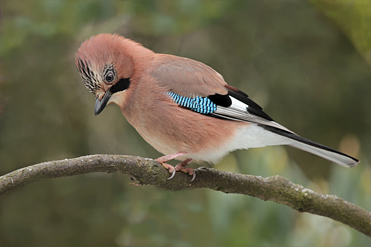 Jay, Paukštis, Garrulus Glandarius, Maitinimas, Sodas, Nemokamos Nuotraukos,  Nemokama Licenzija