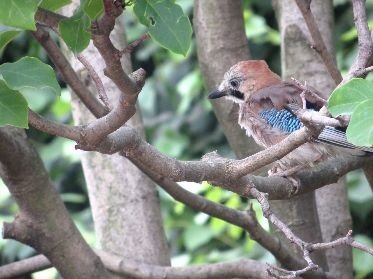 Jay, Ąžuolai, Paukštis, Petit, Žvirblis, Gyvūnas, Plunksnos, Gamta, Plumėjimas, Ornitologija