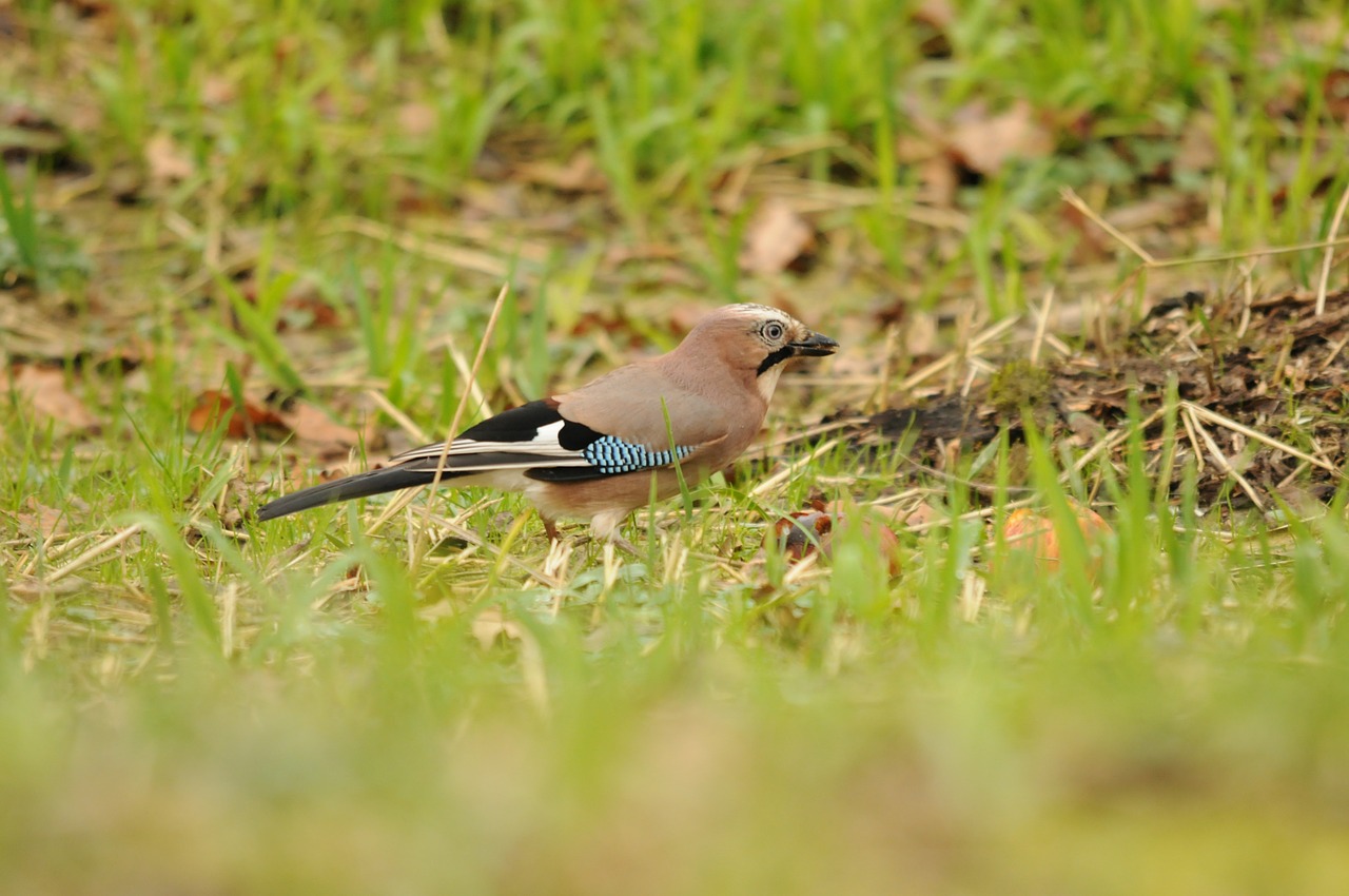 Jay, Paukštis, Žalias, Ruduo, Plunksna, Pieva, Maitinimas, Sąskaitą, Spalvinga, Žemė