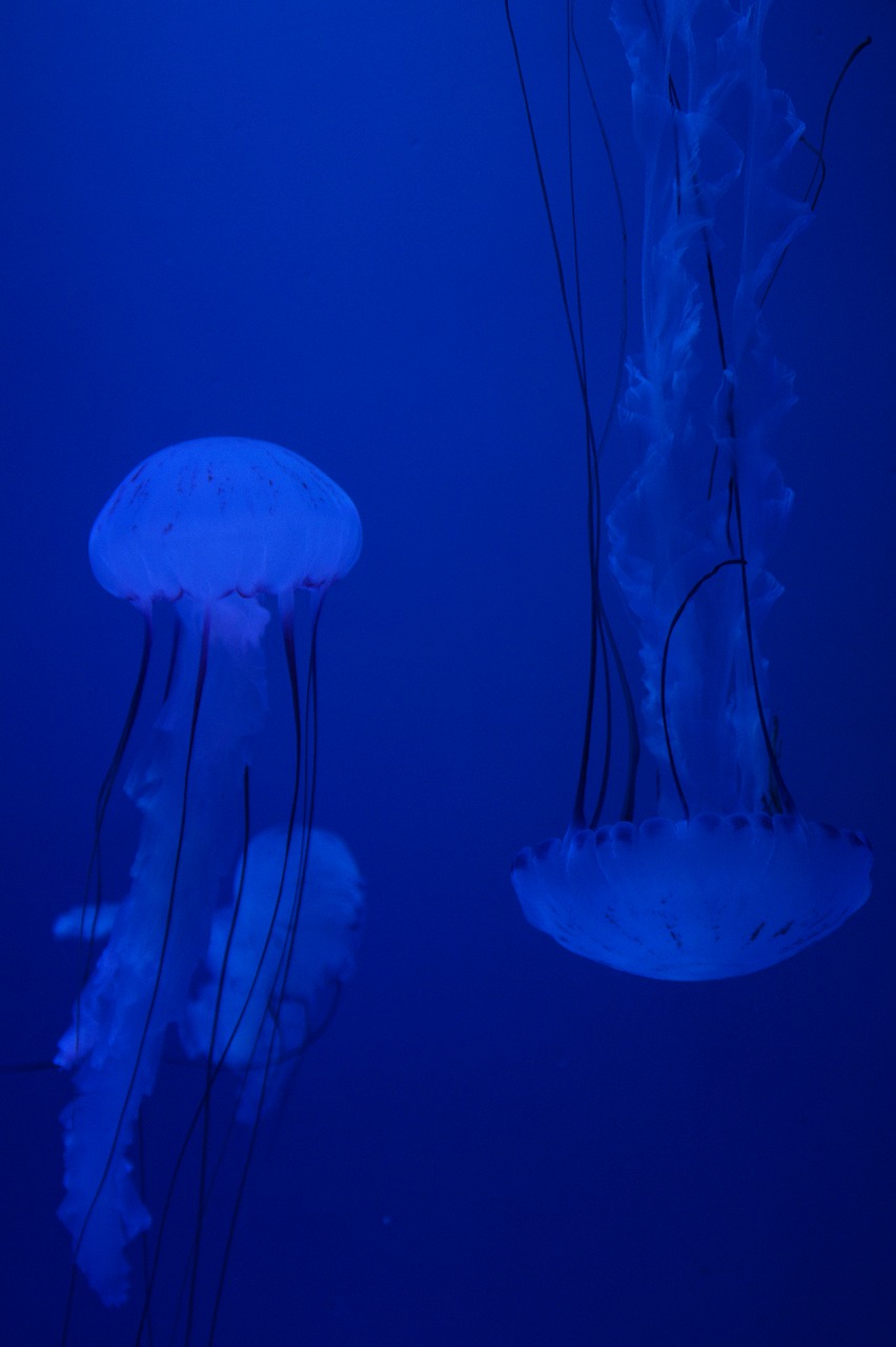 Medūza, Mollusk, Fluorescencinis, Fluorescuoti, Akvariumas, Vanduo, Vandens Gyvūnai, Pavojingas, Dilgėlė, Krapai