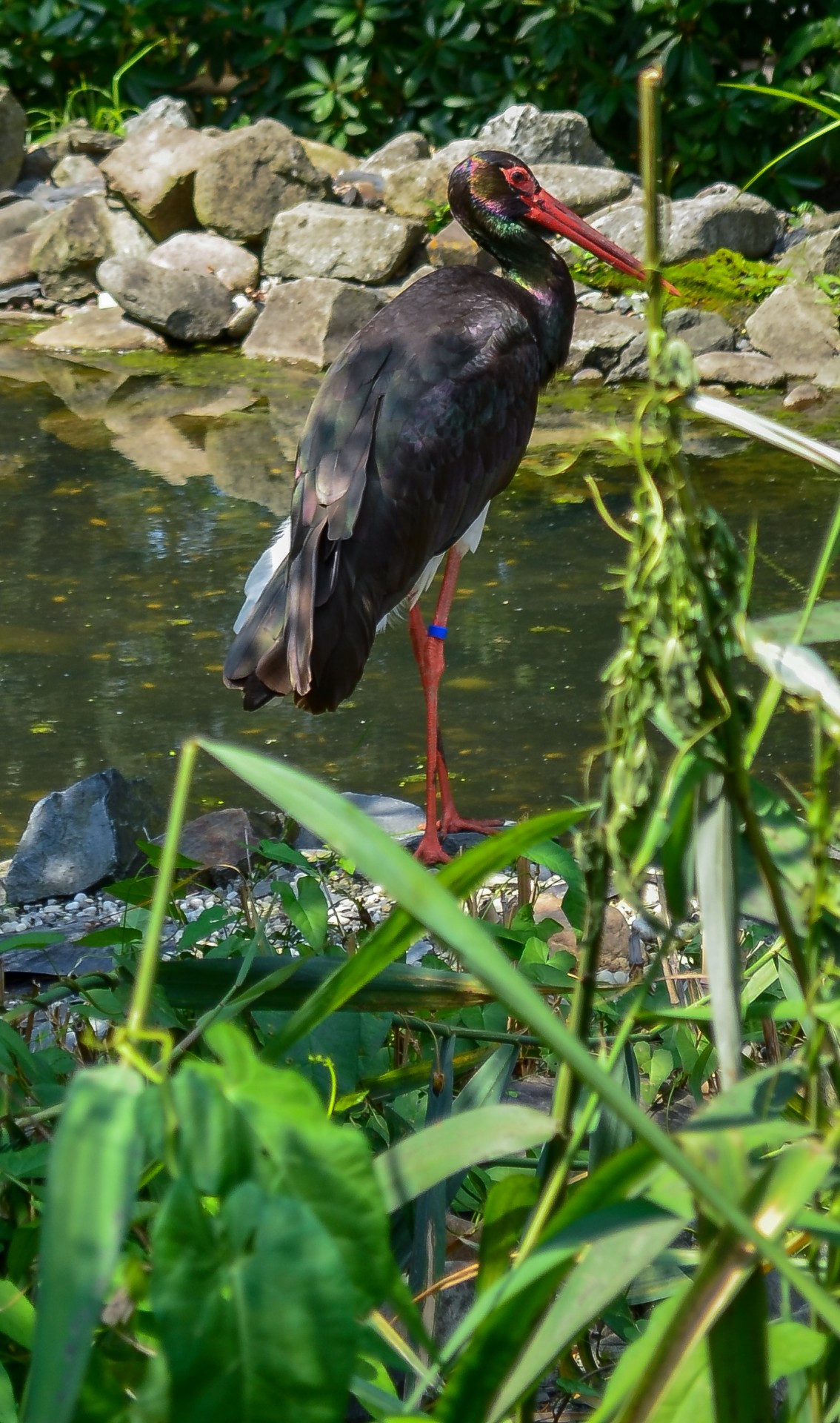 Kranas,  Paukštis,  Vanduo,  Ežeras,  Saulė,  Gamta,  Gėlės,  Naped Kranas, Nemokamos Nuotraukos,  Nemokama Licenzija