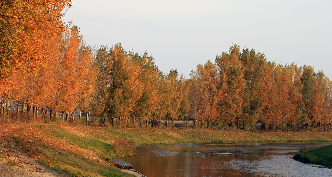Jesen, Danube, Cilistov, Upės Pusė, Apelsinų Lapai, Nemokamos Nuotraukos,  Nemokama Licenzija