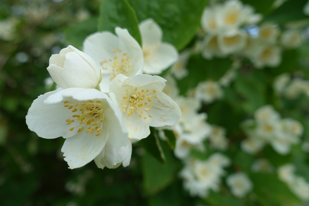 Jessamine, Jazminas, Jasminum, Kvepalai, Aromaterapija, Elegancija, Gėlė, Nemokamos Nuotraukos,  Nemokama Licenzija