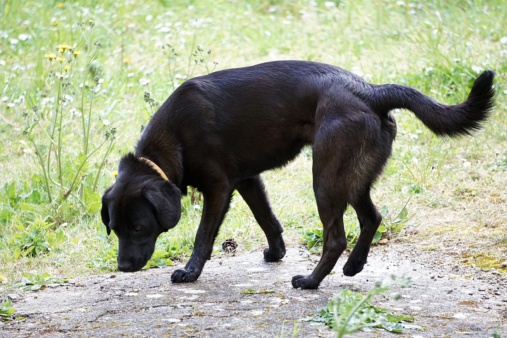 Šuo,  Augintiniai,  Gyvūnas,  Labradoras,  Jaunas Šuo, Nemokamos Nuotraukos,  Nemokama Licenzija