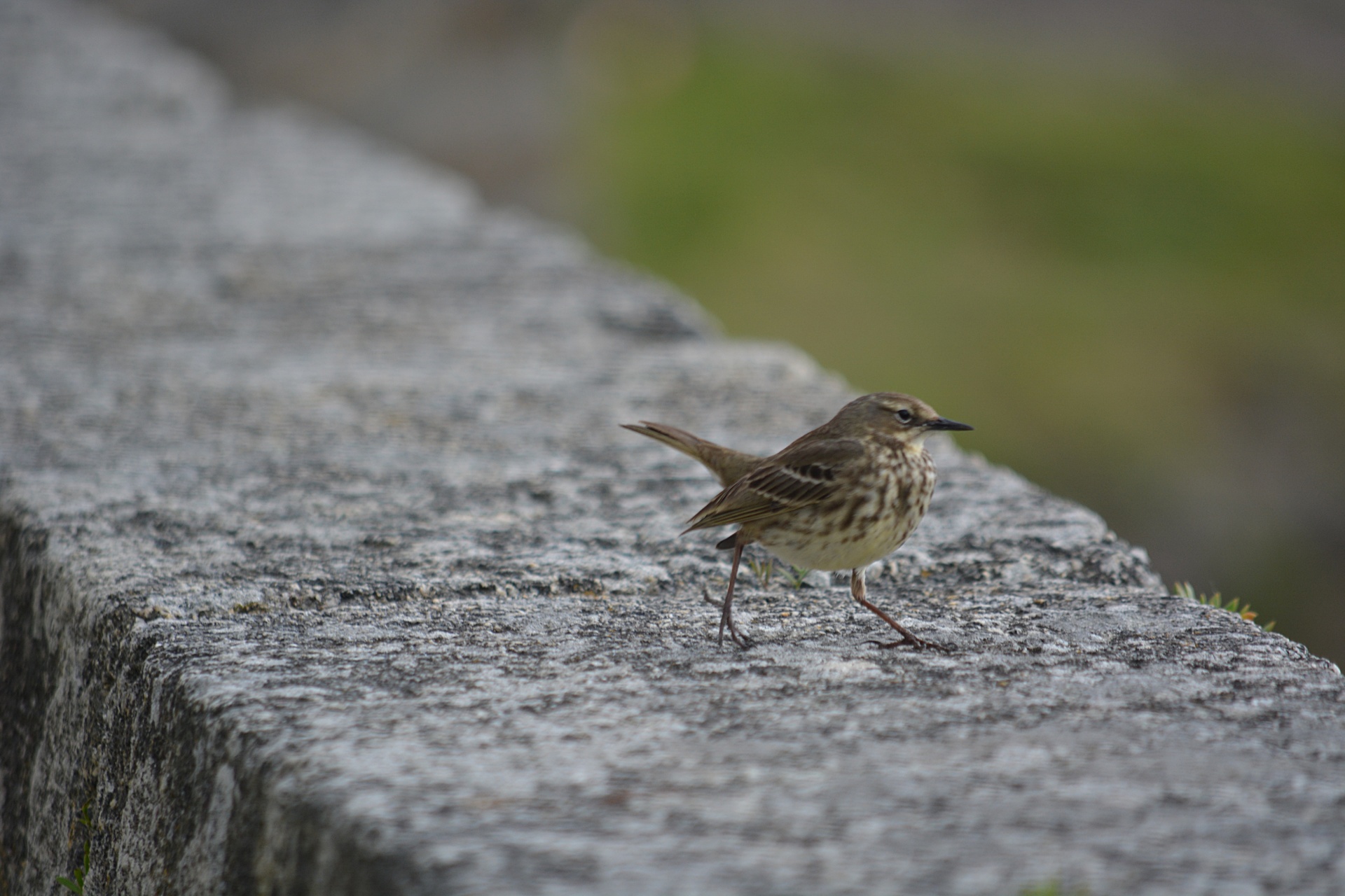 Žvirblis,  Paukštis,  Laukinė Gamta,  Birding,  Gamta,  Plunksnos,  Gyvūnas,  Jaunasis Žvirblis, Nemokamos Nuotraukos,  Nemokama Licenzija