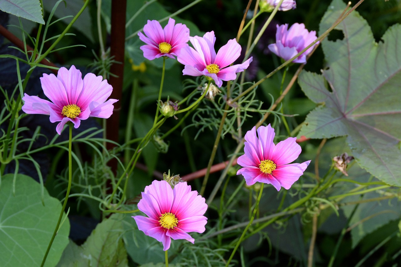 Papuošalai Florets,  Gėlė,  Žiedas,  Žydi,  Augalų,  Pobūdį,  Iš Arti,  Floros,  Grožio,  Apšviestas