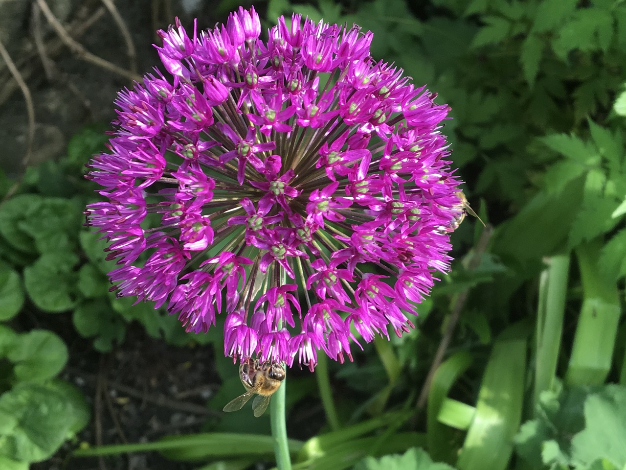 Papuošalai, Dekoratyvinis Svogūnas, Allium, Žiedas, Žydėti, Violetinė, Pavasaris, Gėlė, Augalas, Sodo Augalas