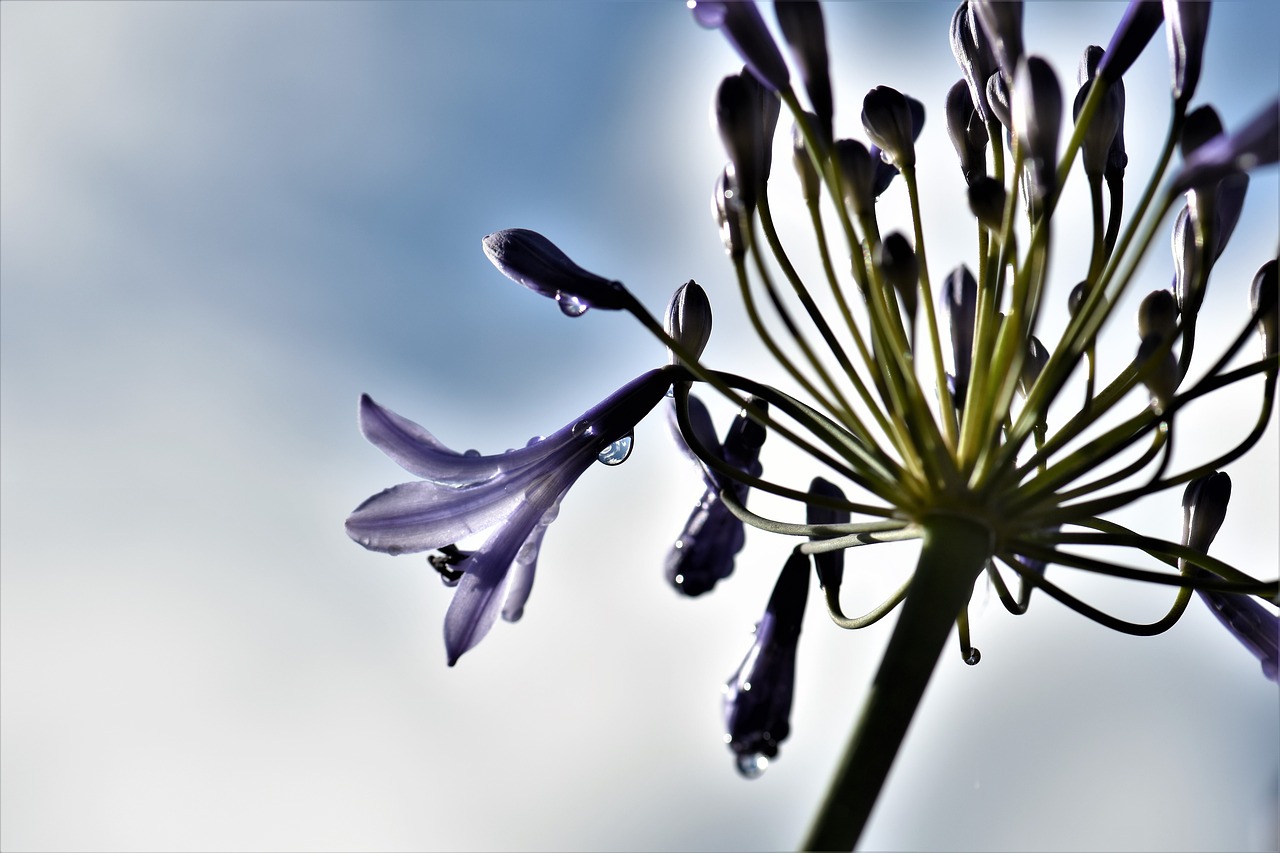 Juvelyriniai Lelijos, Mėlynas, Žiedas, Žydėti, Augalas, Gėlė, Vasara, Gamta, Mėlyna Papuošalai Lelija, Agapanthus