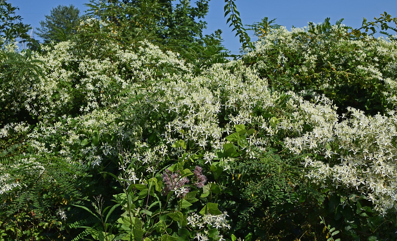 Joe-Pye Piktžolės Ir Laukiniai Kirminai, Wildflower, Gėlė, Žiedas, Žydėti, Augalas, Pieva, Gamta, Balta, Aromatingas