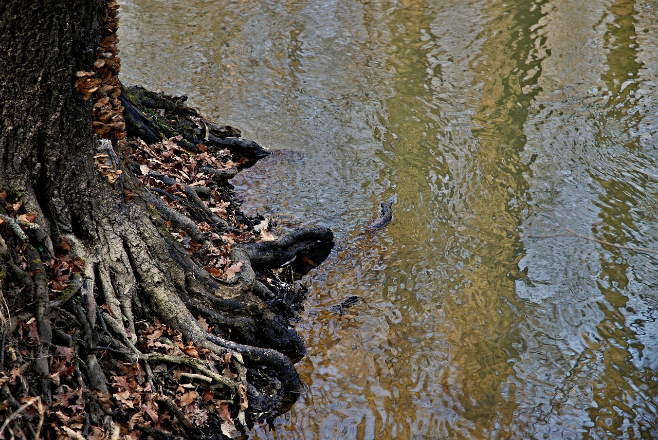 Sijonas, Staříč, Borovany, Upė, Malūne, Pietų Bohēma, Upės Baseinas, Vanduo, Medžiai, Bankas