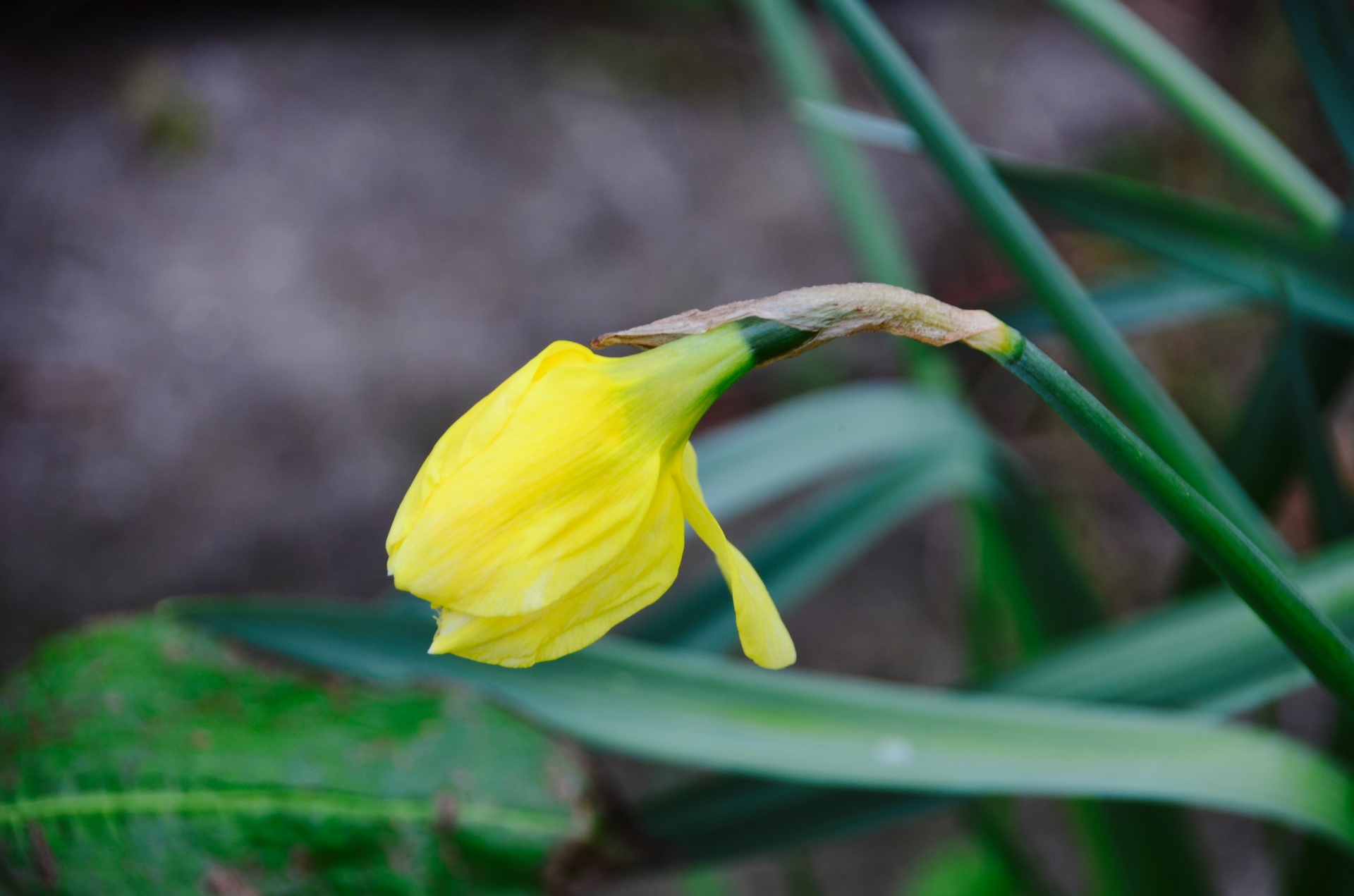 Daffodil,  Gėlė,  Flora,  Botanika,  Gėlių & Nbsp,  Mygtukas,  Geltona & Nbsp,  Gėlė,  Gamta,  Pavasaris