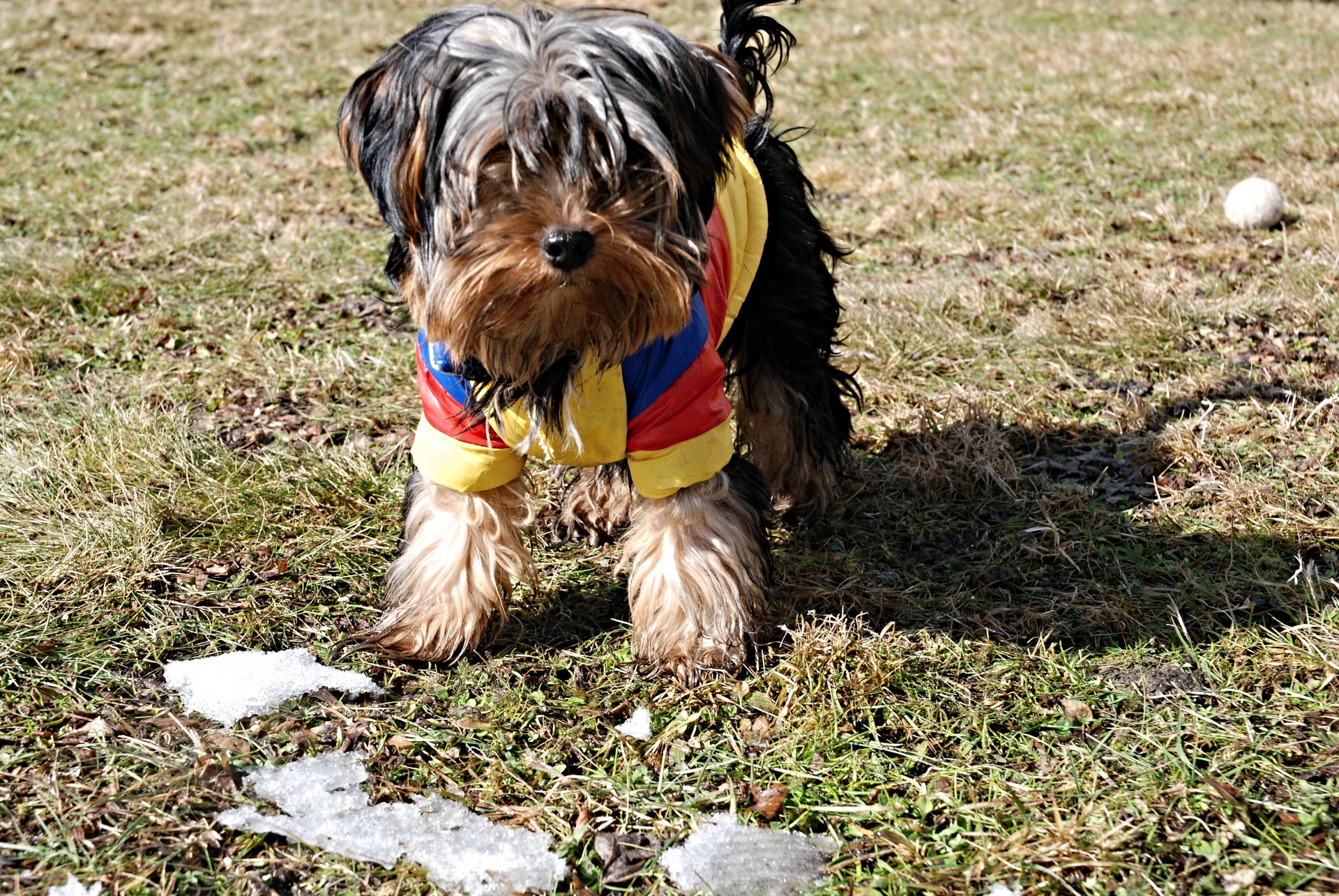 Yorkie,  Suknelė,  Sodas,  Rutulys,  Jorkšyro Sodas, Nemokamos Nuotraukos,  Nemokama Licenzija