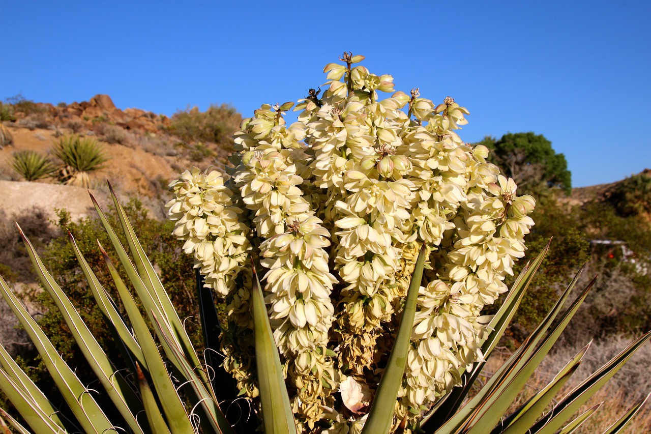 Jeshua Medis, Yucca Brevifolia, Panicle, Žiedas, Gėlės, Balta, Dykuma, Mojave, Kalifornija, Nemokamos Nuotraukos