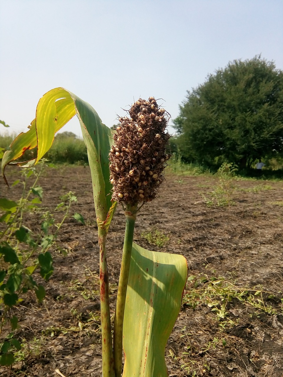 Jowar, Sorgo, Laukas, Maistas, Grūdai, Sėkla, Džiovintas, Pluoštas, Žemdirbystė, Vegetariškas