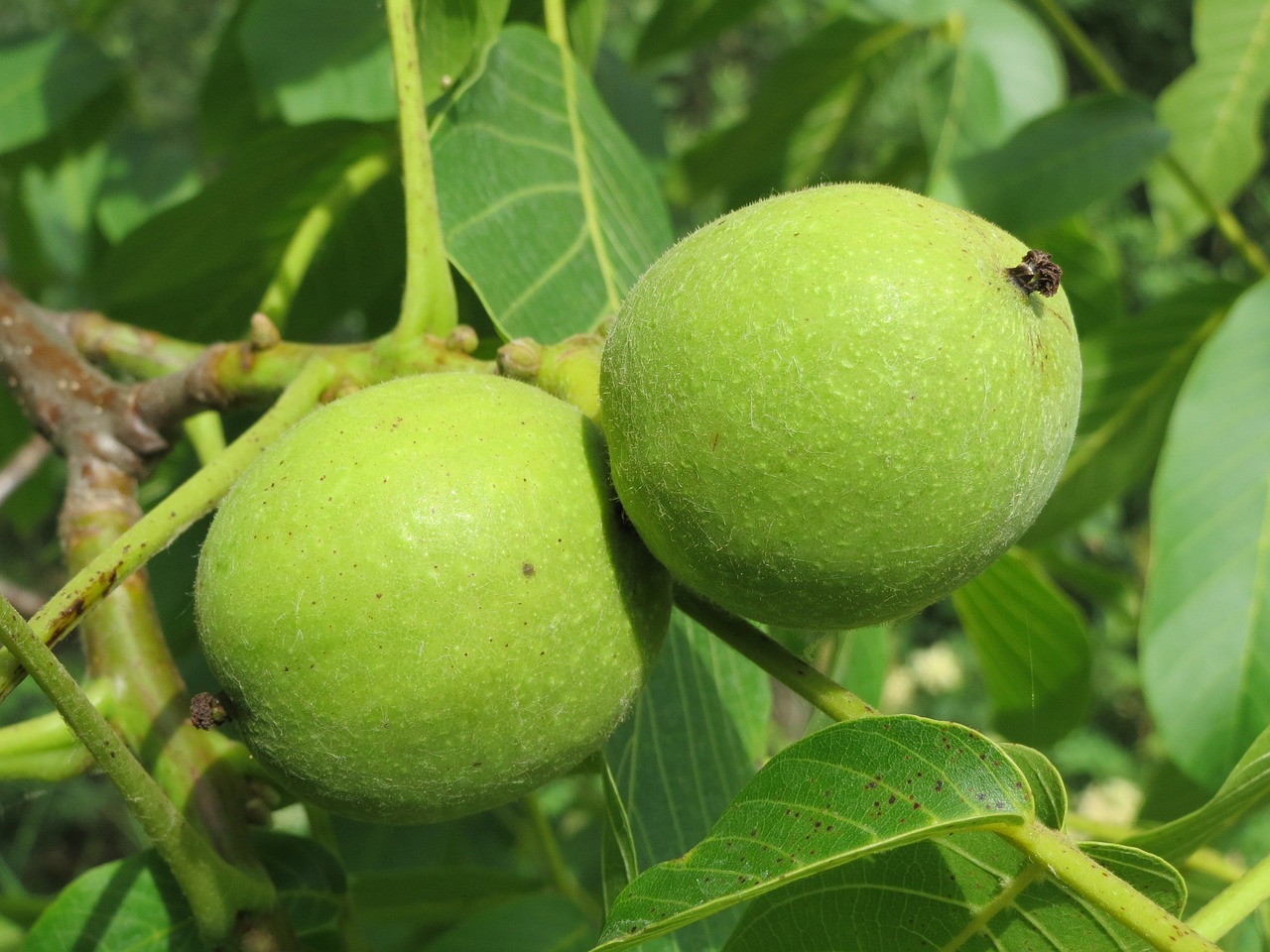 Juglans Regia, Persijos Riešutmedžio, Anglų Graikiniai Riešutai, Paprastasis Riešutas, Riešutas, Vaisiai, Medis, Makro, Flora, Augalas