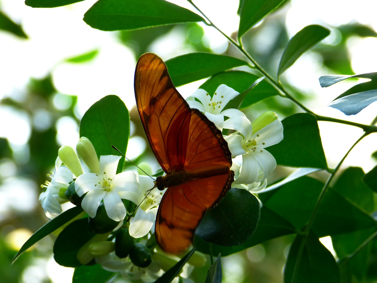 Julia Drugelis, Drugelis, Skristi, Sparnas, Gyvūnas, Vabzdys, Dryas Julia, Passionblume Drugelis, Drugeliai, Lepidoptera