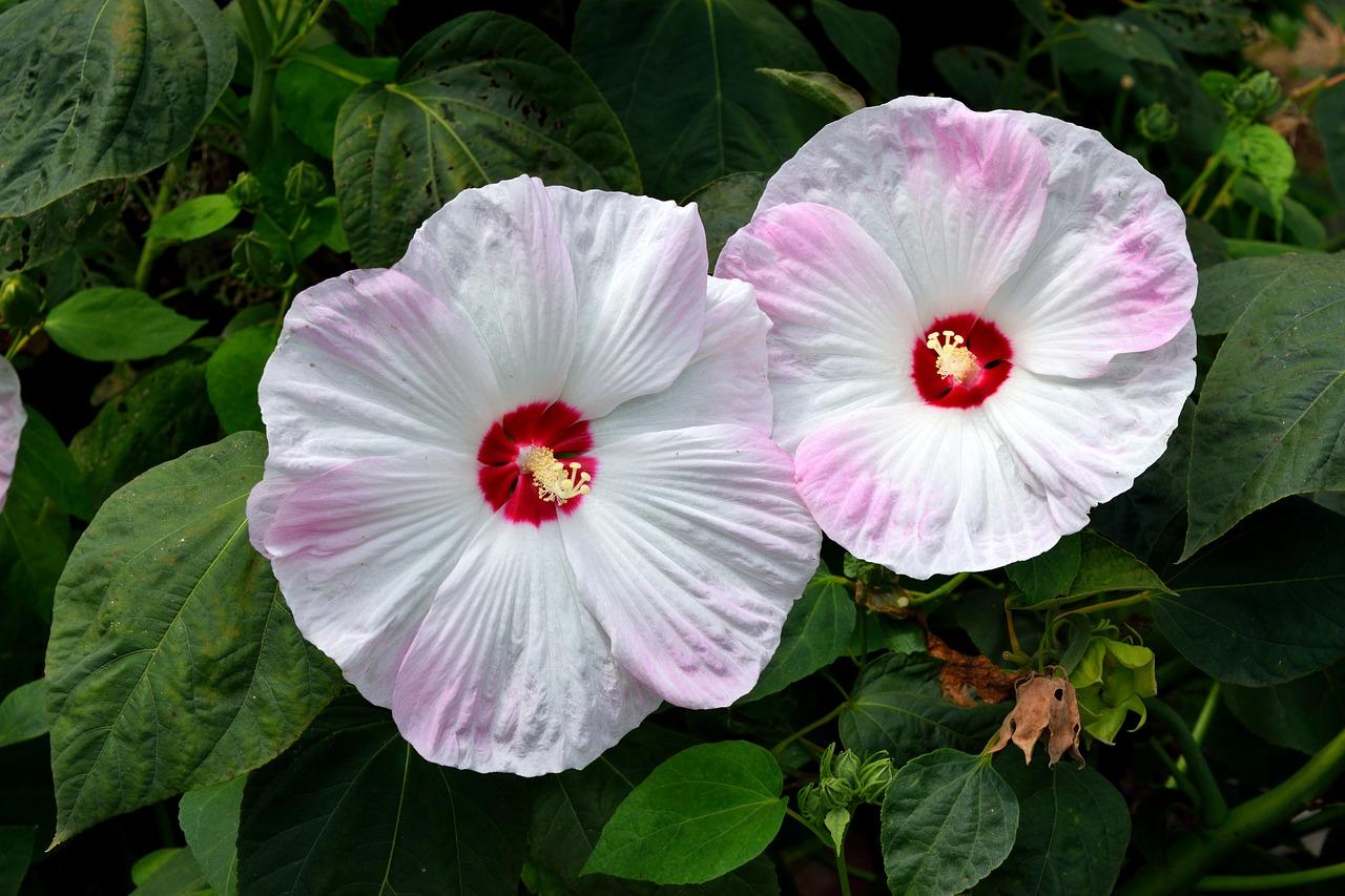 Gumbo Hibiscus Gėlė, Gėlė, Gėlių, Sodas, Makro, Iš Arti, Botanikos, Gamta, Pavasaris, Vasara