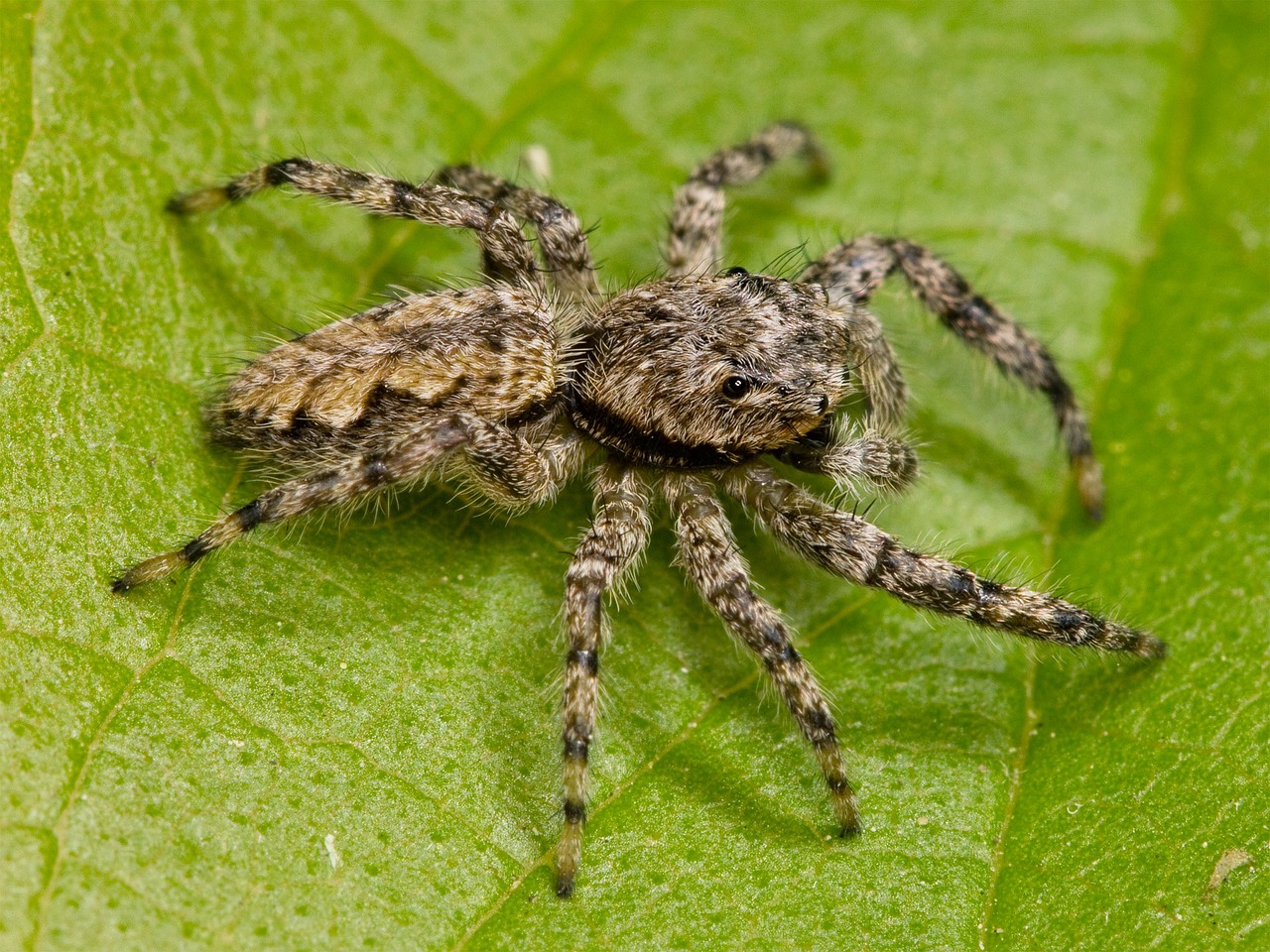 Šokinėja Voras, Voras, Suaugęs, Arachnid, Plaukuotas, Gyvūnas, Nemokamos Nuotraukos,  Nemokama Licenzija