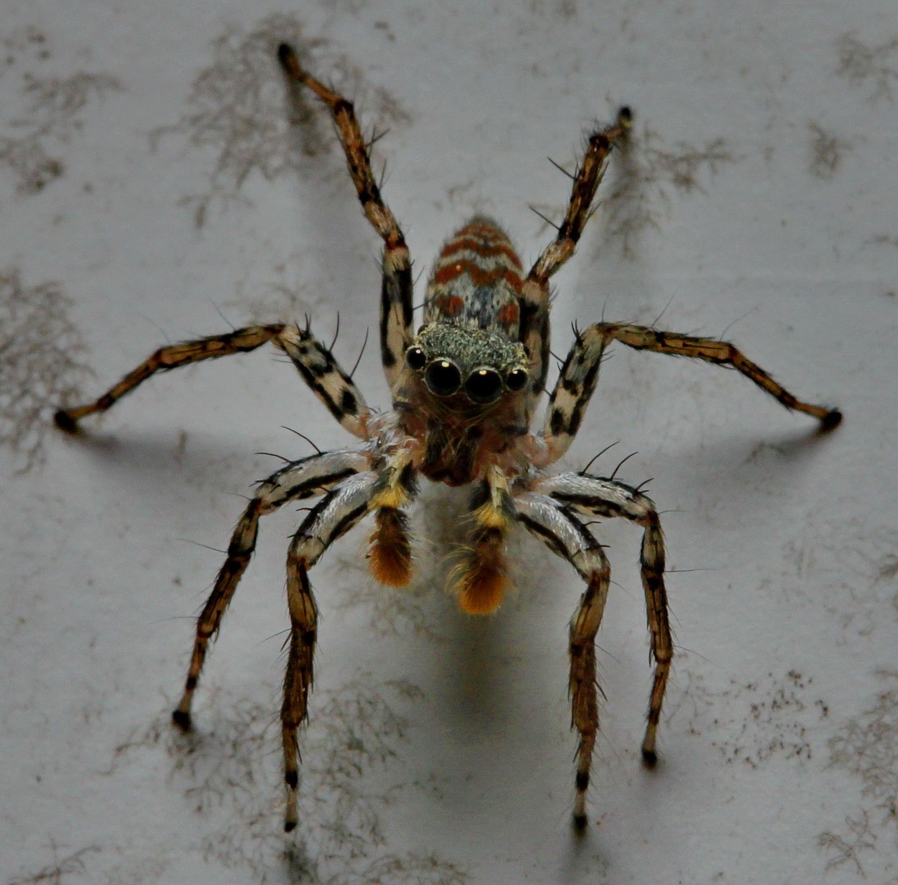 Šokinėja Voras, Akys, Arachnid, Makro, Voras, Šokinėja, Plaukuotas, Plėšrūnas, Mažas, Dryžuotas