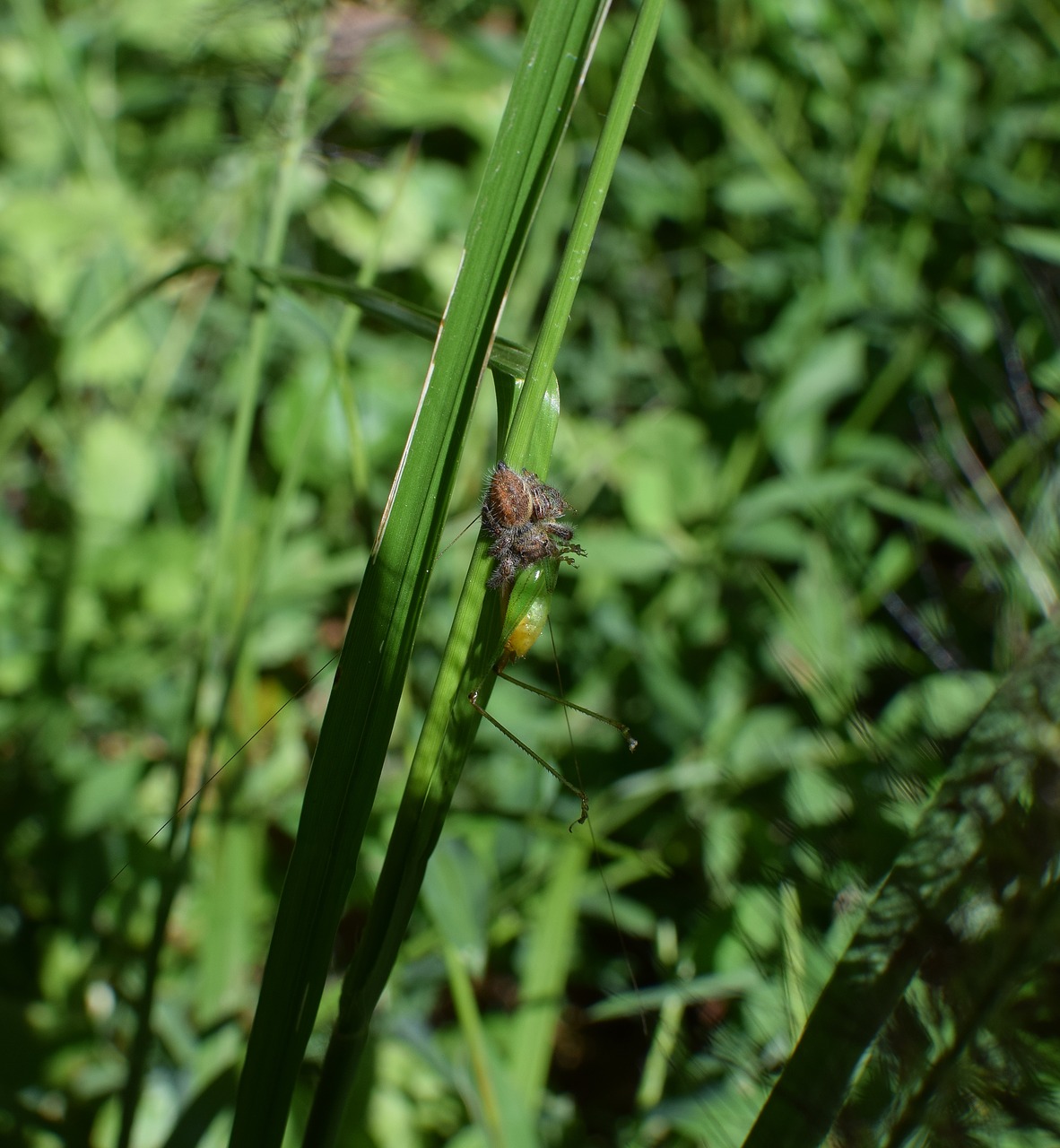 Šokinėja Voras, Maitinantis Katydid, Voras, Arachnid, Vabzdys, Katydid, Gyvūnas, Keturios Akys, Augalas, Gamta