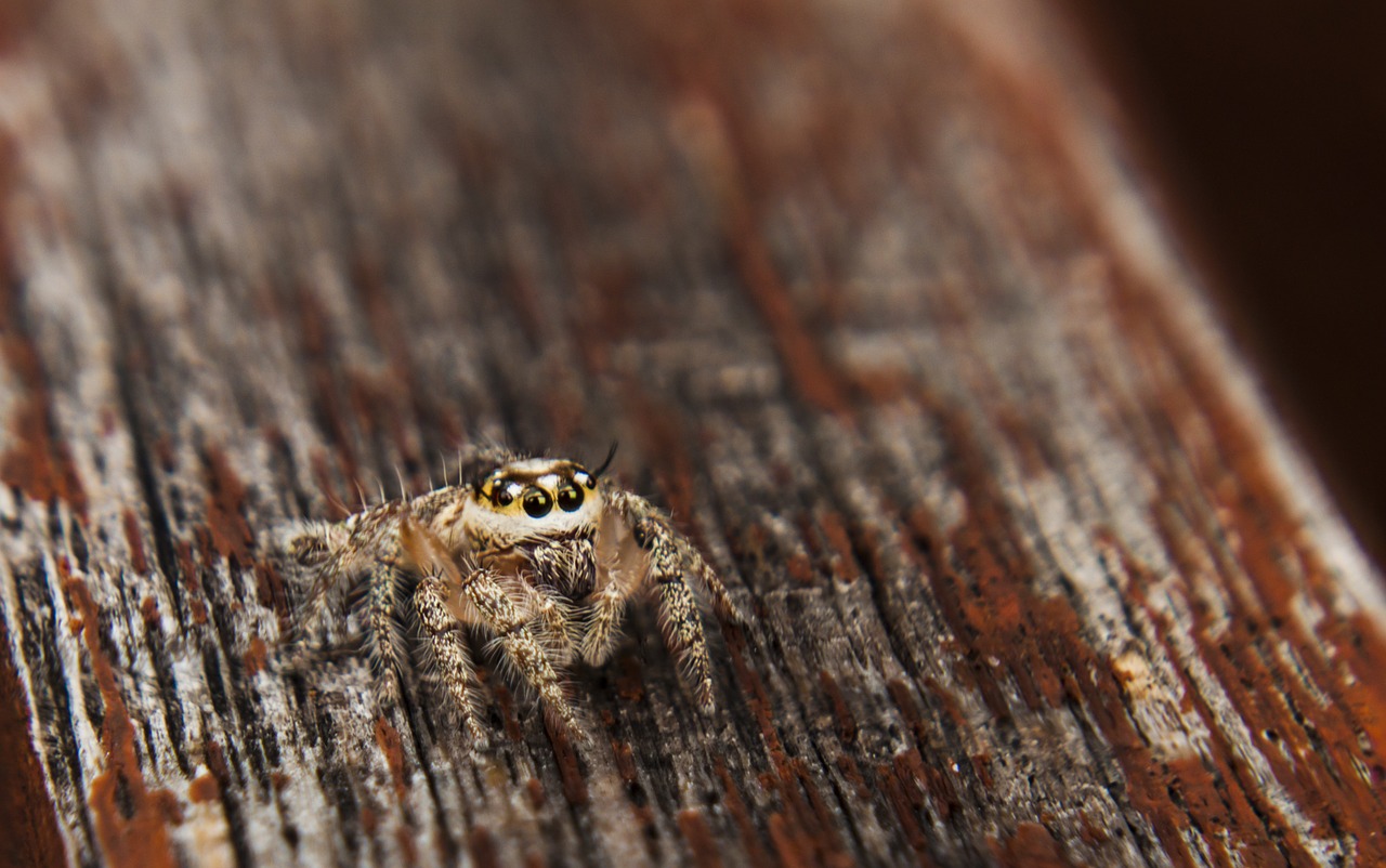 Jumpingspider, Voras, Arachnid, Lauke, Nemokamos Nuotraukos,  Nemokama Licenzija