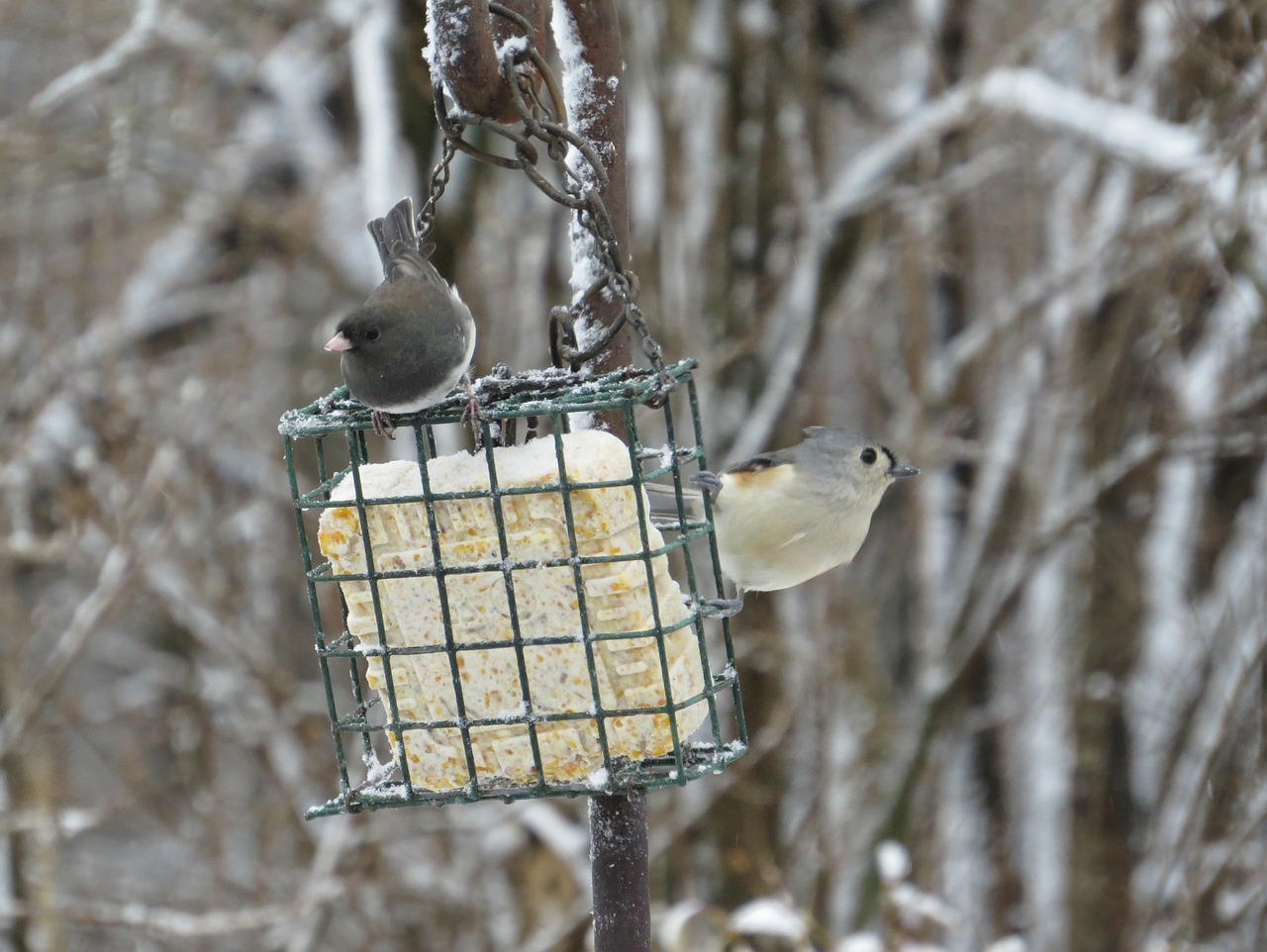 Junco, Kuoduotoji Šeškas, Paukštis, Kieme Paukščiai, Lauko Kieme, Sustingęs, Gamta, Paukštis, Nemokamos Nuotraukos,  Nemokama Licenzija