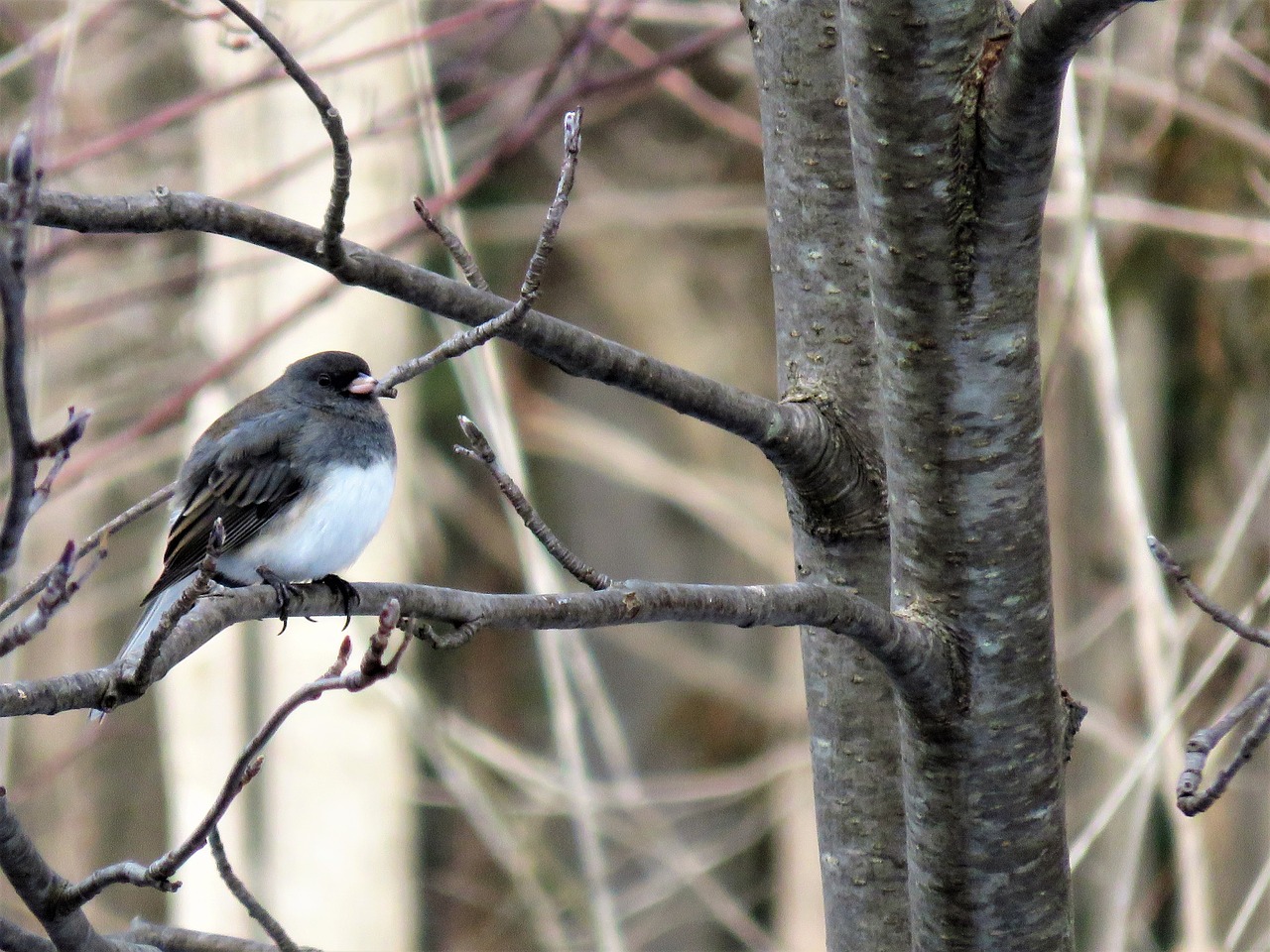 Junco, Sniego Paukštis, Tamsiosios Akys, Žiema, Birding, Ontarijas, Kanada, Nemokamos Nuotraukos,  Nemokama Licenzija