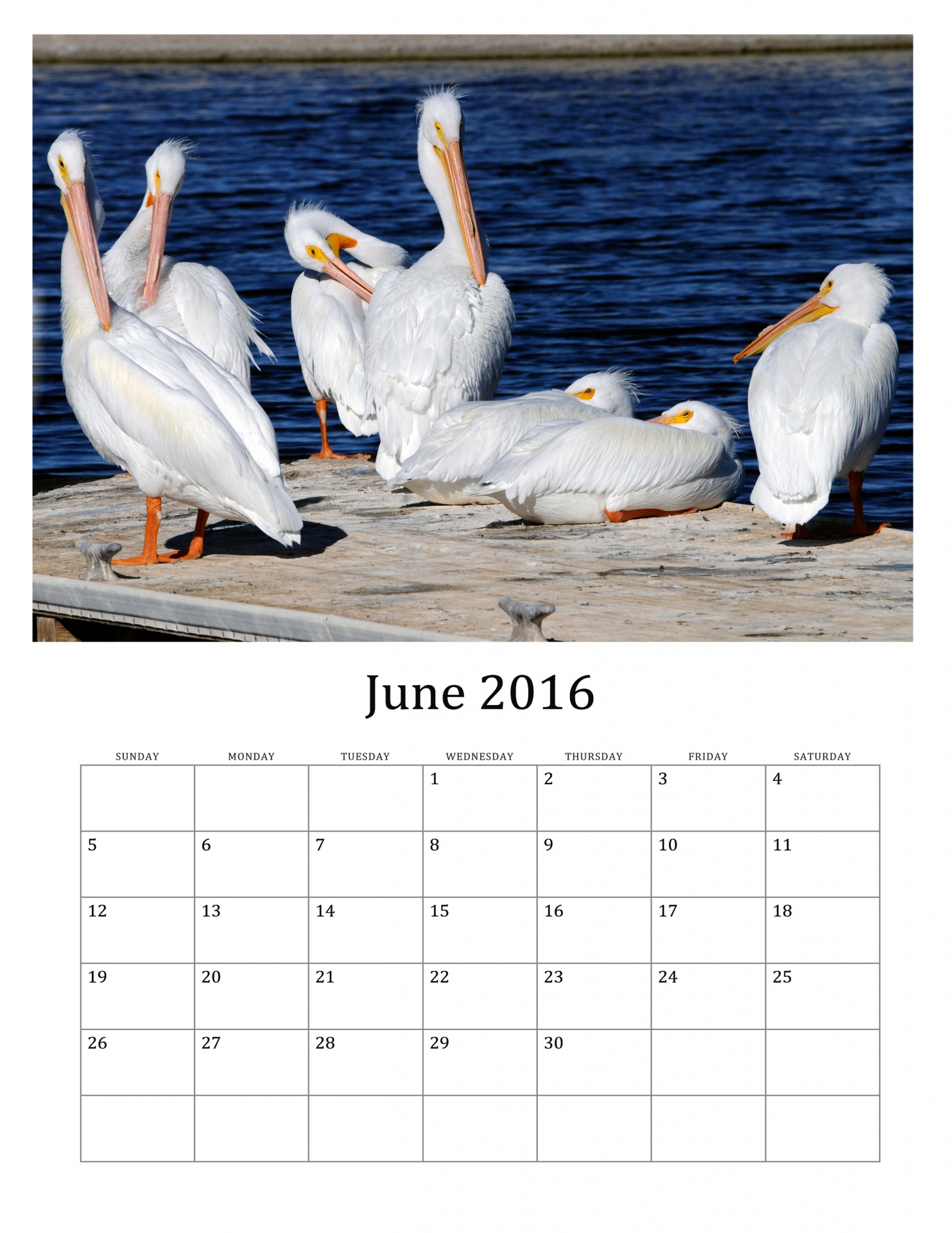 2016,  2016 & Nbsp,  Kalendorius,  2016 & Nbsp,  Mėnesinis & Nbsp,  Kalendorius,  Pelican,  Balta & Nbsp,  Pelicans,  Paukštis