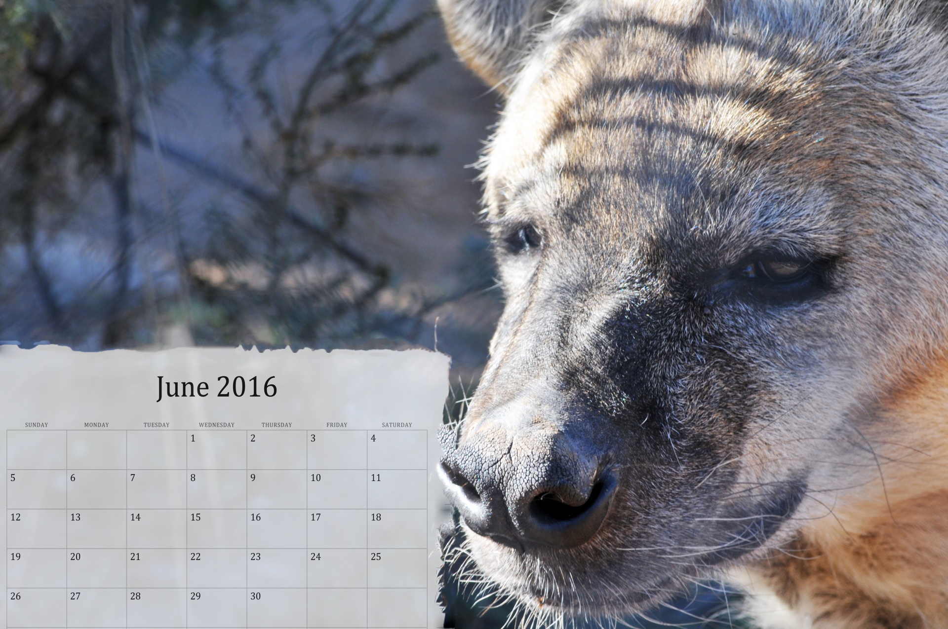 Kalendorius,  Kas Mėnesį,  2016,  Hyena,  Hyenas,  Zoologijos Sodas,  Gyvūnas,  Birželis,  Birželis & Nbsp,  2016