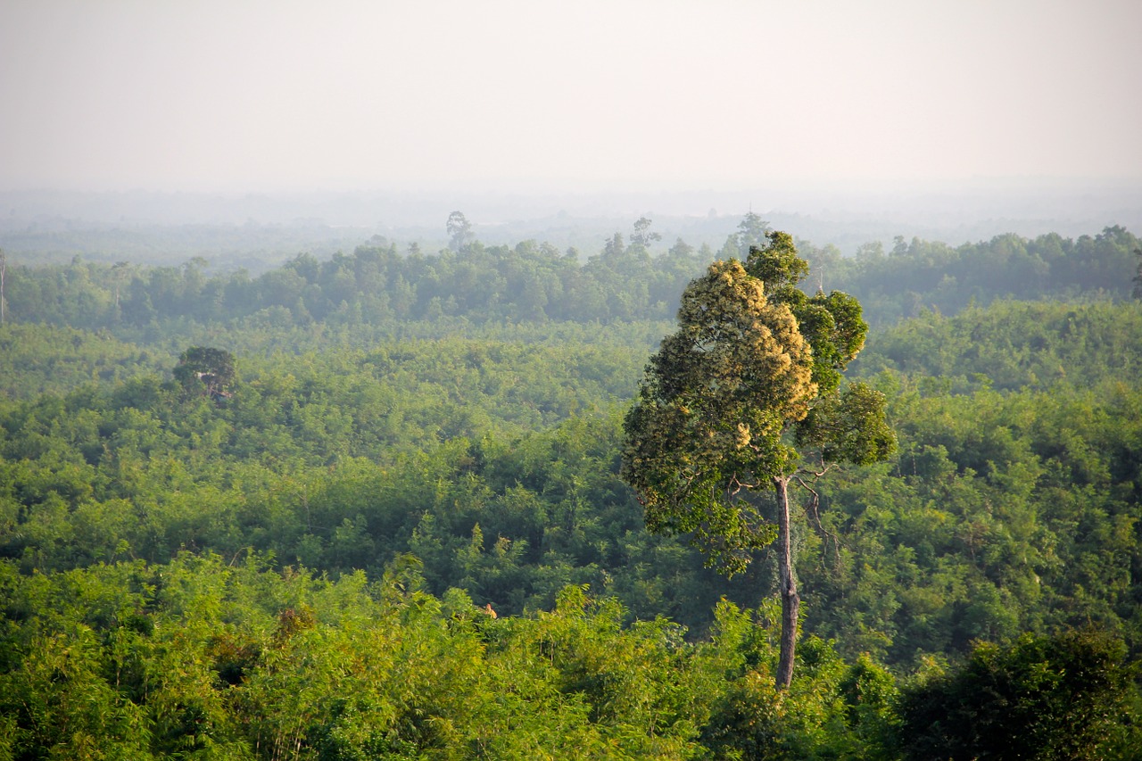 Džiunglės, Mianmaras, Miškas, Medžiai, Gamta, Kraštovaizdis, Miškai, Senas Medis, Žurnalas, Medžių Giraitė