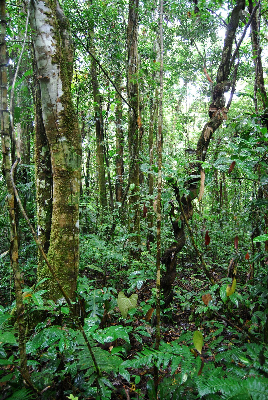 Džiunglės, Ecuador, Gamta, Žalias, Grožis, Medžiai, Miškas, Ekologija, Lapai, Bagažinė