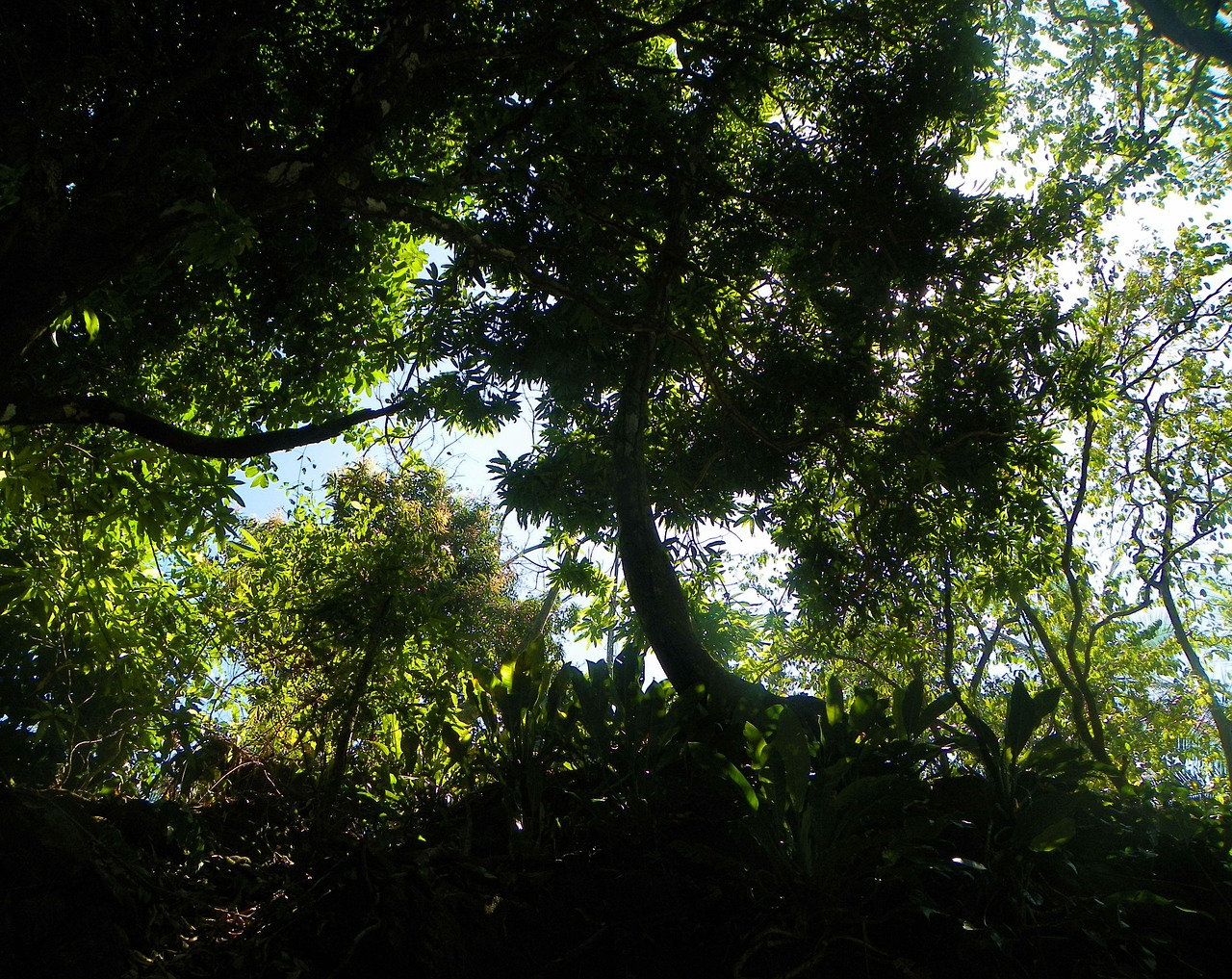 Džiunglės, Žygiai, Atogrąžų Miškai, Kosta Rika, Medis, Ekologiškas, Žemdirbystė, Lauke, Bagažinė, Lapai
