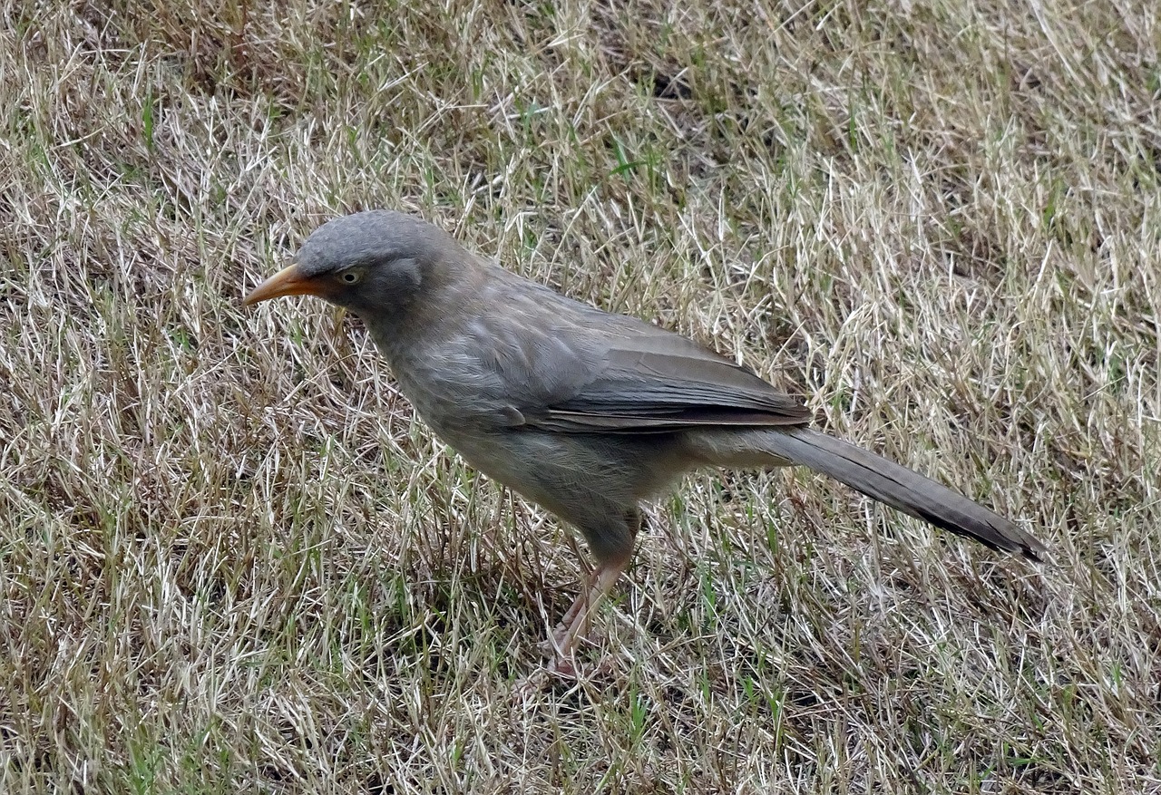 Džiunglių Bamblys, Turdoides Striata, Paukštis, Babbler, Leiothrichidae, Paukštis, Septynios Seserys, Sasan Gir, Indija, Nemokamos Nuotraukos