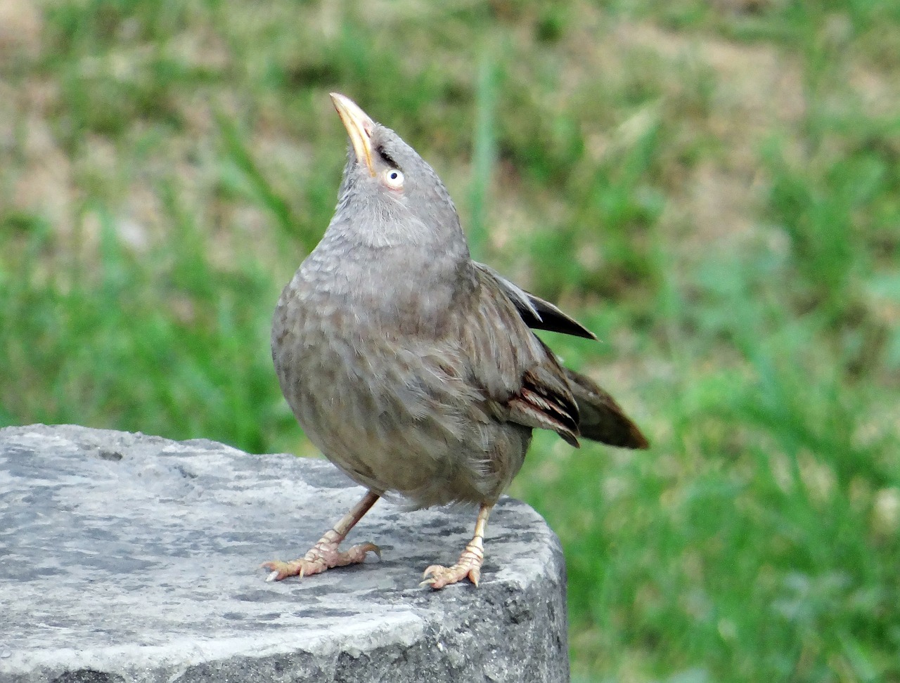 Džiunglių Bamblys, Turdoides Striata, Paukštis, Babbler, Leiothrichidae, Indija, Nemokamos Nuotraukos,  Nemokama Licenzija