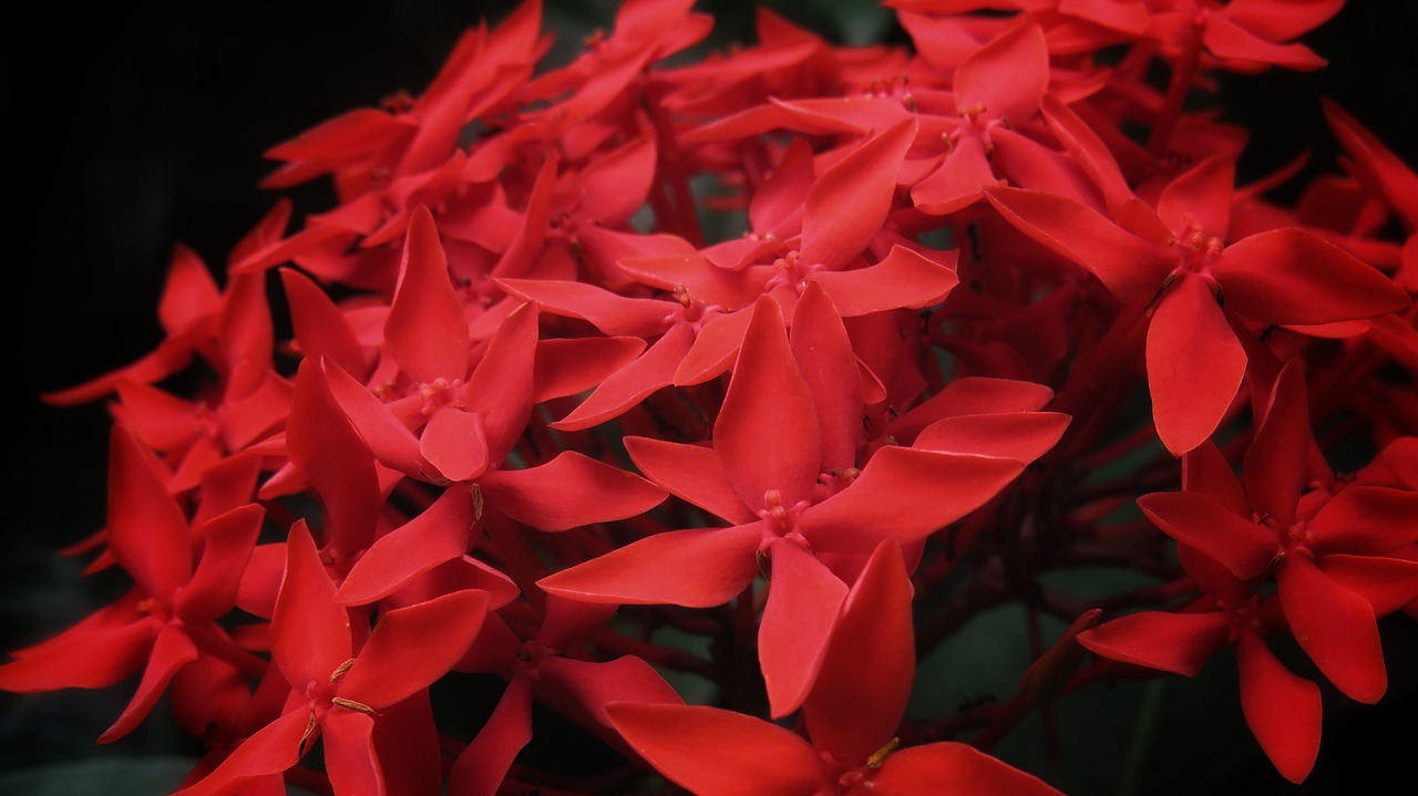 Džiunglių Pelargonija,  Gėlės,  Indija,  Rubiaceae,  Žiedas,  Tropical,  Sodas,  Žydi,  Ixora,  Šviežias