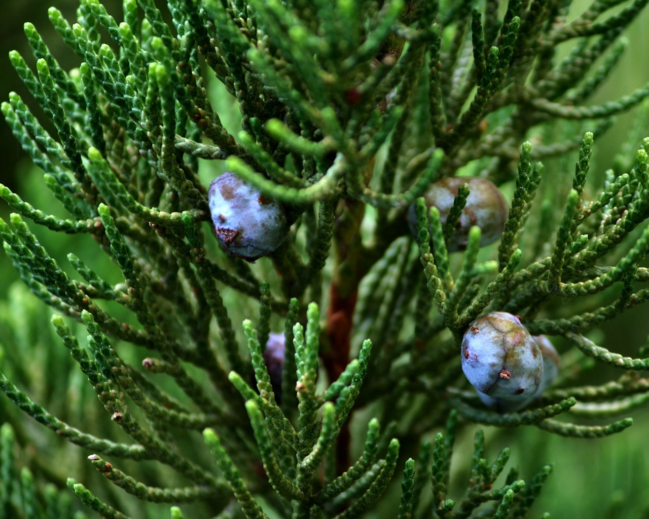 Kadagys, Uogos, Sėklų Kūgis, Visžalis, Medis, Filialas, Lapai, Flora, Nemokamos Nuotraukos,  Nemokama Licenzija