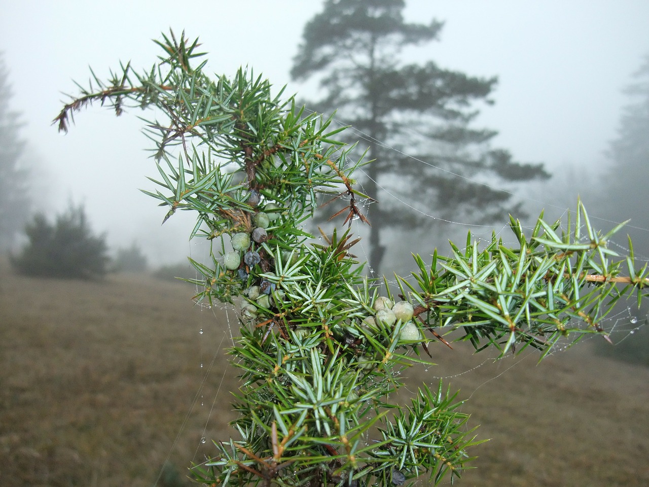 Kadagio Rūkas, Voras Žiurkėnoje, Kadagys, Ruduo, Nemokamos Nuotraukos,  Nemokama Licenzija