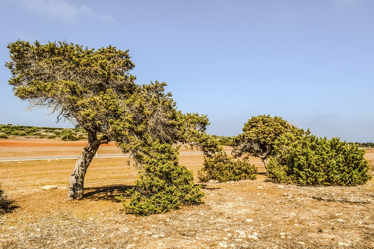 Juniperus Phoenicea, Kadagys, Medis, Laukas, Kraštovaizdis, Viduržemio Jūros, Flora, Peizažas, Cavo Greko, Kipras