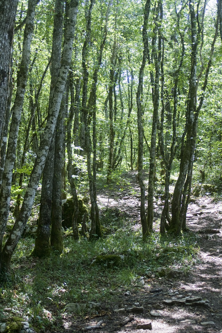 Jura, Miškas, Medžiai, Nemokamos Nuotraukos,  Nemokama Licenzija