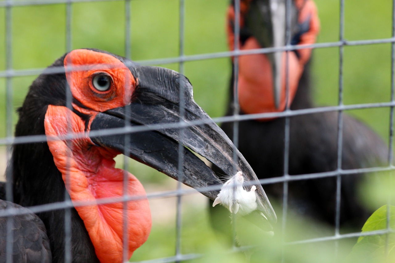 Kaffir Raguotas Varnas,  Bucorvus Leadbeateri,  Varnas,  Paukštis,  Gamta,  Gyvūnai,  Gyvoji Gamta,  Portretas,  Zoologijos Sodas,  Ekstrahavimas