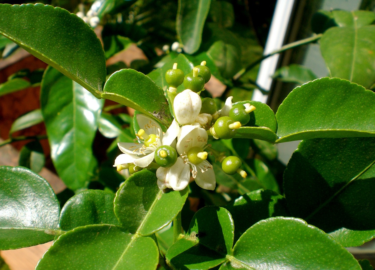 Kaffirblaetter, Kaffirlimetten, Citrusiniai, Citrusinis Vaisius, Kalkės, Žiedas, Žydėti, Nemokamos Nuotraukos,  Nemokama Licenzija