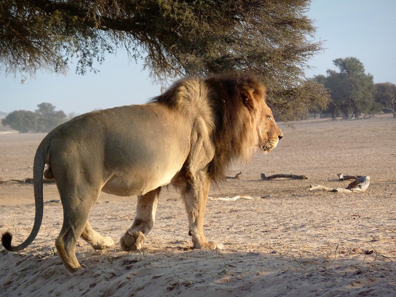 Kalagadi, Liūtas, Į Pietus, Afrika, Nemokamos Nuotraukos,  Nemokama Licenzija