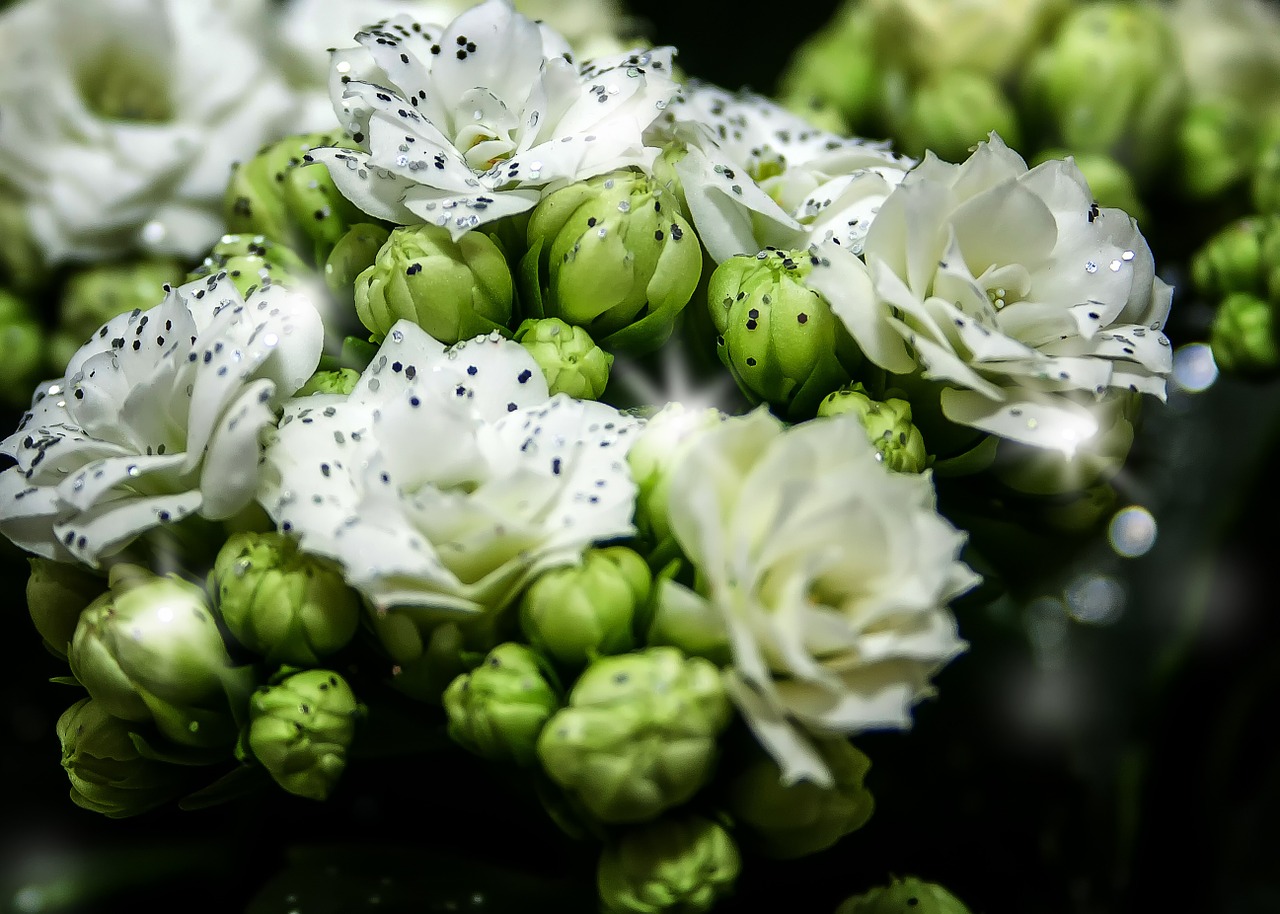 Kalanchoe, Žiedas, Žydėti, Balta, Blizgučiai, Kalėdos, Storas Lakštinis Šiltnamio Efektas, Gėlė, Kalanchoe Blossfeldiana, Mėsingas