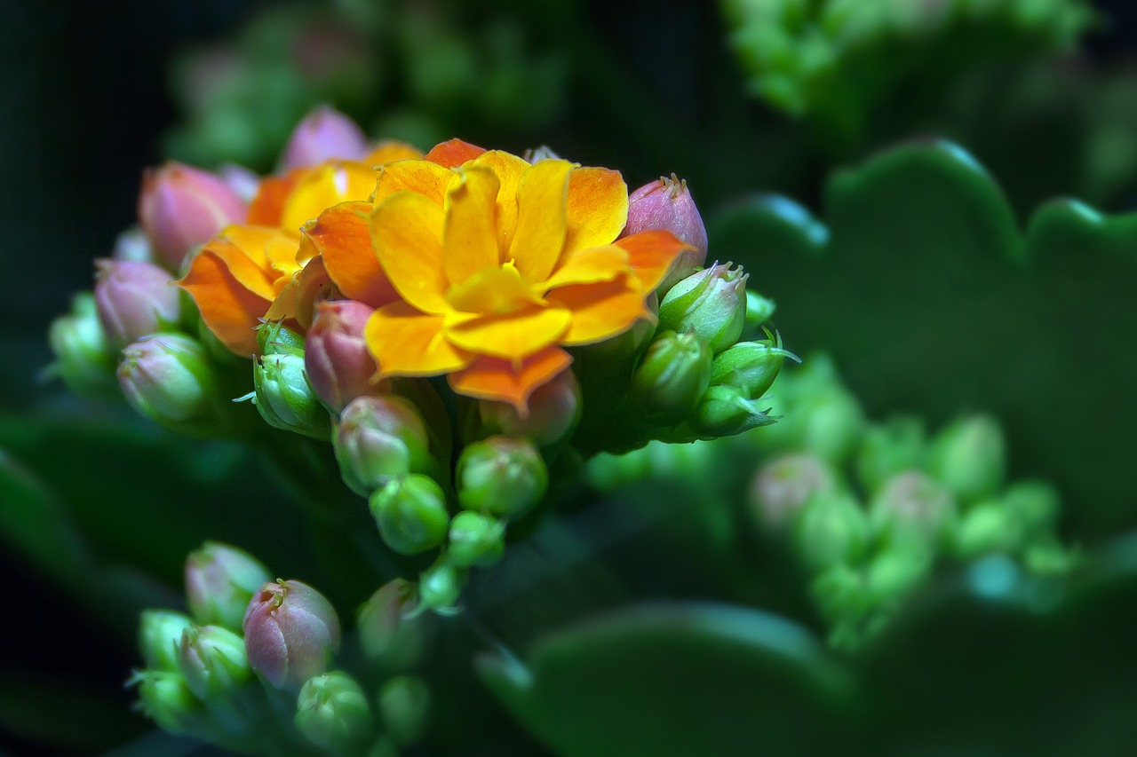 Kalanchoe, Žiedas, Žydėti, Storas Lakštinis Šiltnamio Efektas, Goethe Augalas, Kalanchoe Pinnata, Gėlė, Egzotiškas, Atogrąžų, Raudona