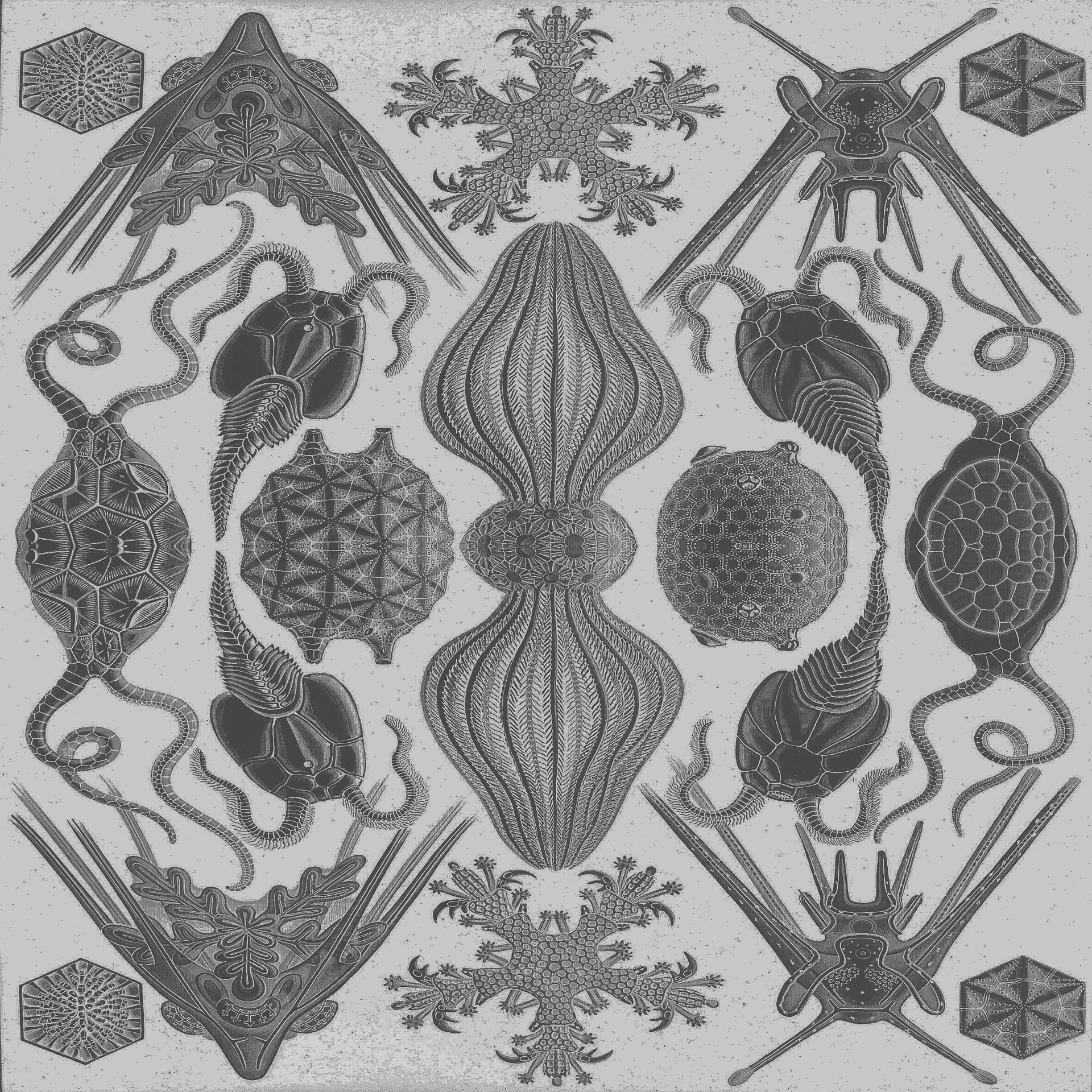 Kaleidoskopas,  Simetriškas,  Gyvūnai,  Jūrų,  Nustatyti,  Fonas,  Kaleidoskopas,  Vandenynas,  Pilka,  Balta