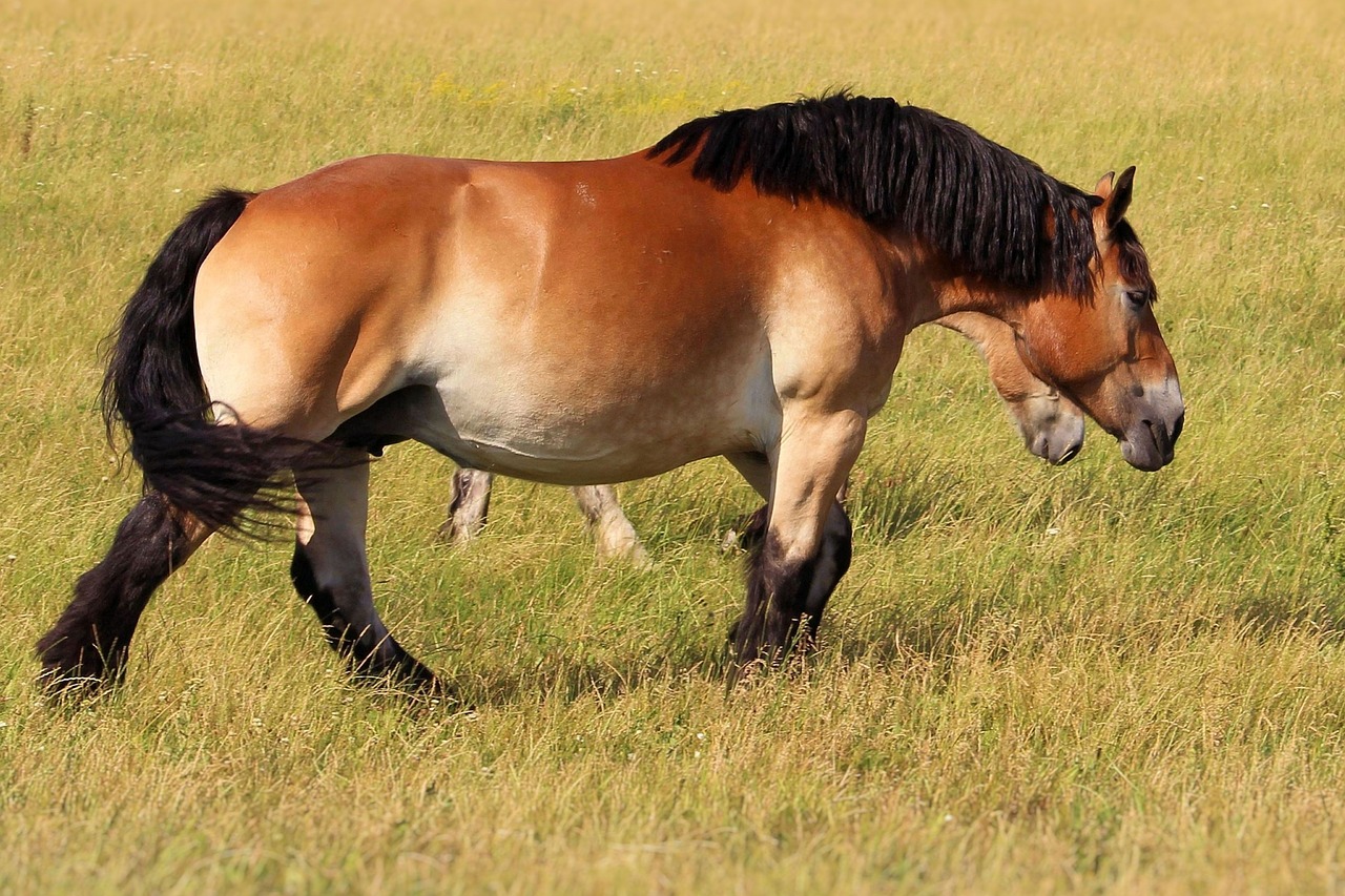 Kaltblut, Arklys, Mare, Ganykla, Šaltakraujiniai Gyvūnai, Žiurkė, Paddock, Nemokamos Nuotraukos,  Nemokama Licenzija