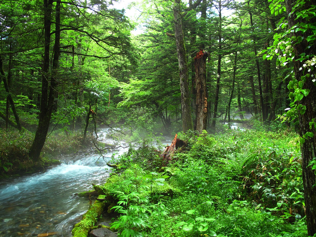 Kamikochi, Miškas Maudytis, Natūralus, Neigiamas Jonas, Miškai, Upė, Komfortas, Nemokamos Nuotraukos,  Nemokama Licenzija