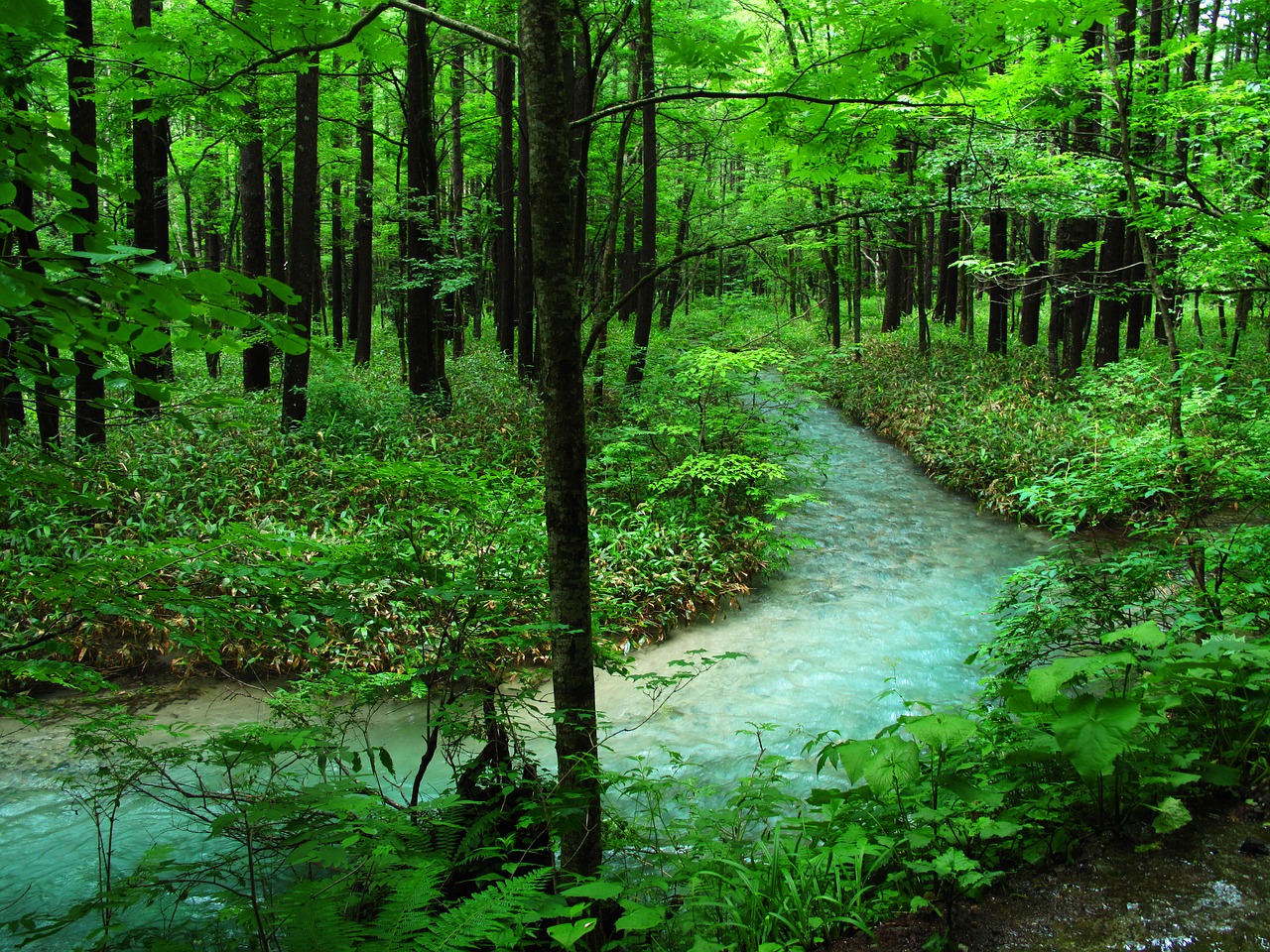 Kamikochi, Miškas Maudytis, Upė, Miškai, Komfortas, Natūralus, Augalas, Neigiamas Jonas, Nemokamos Nuotraukos,  Nemokama Licenzija