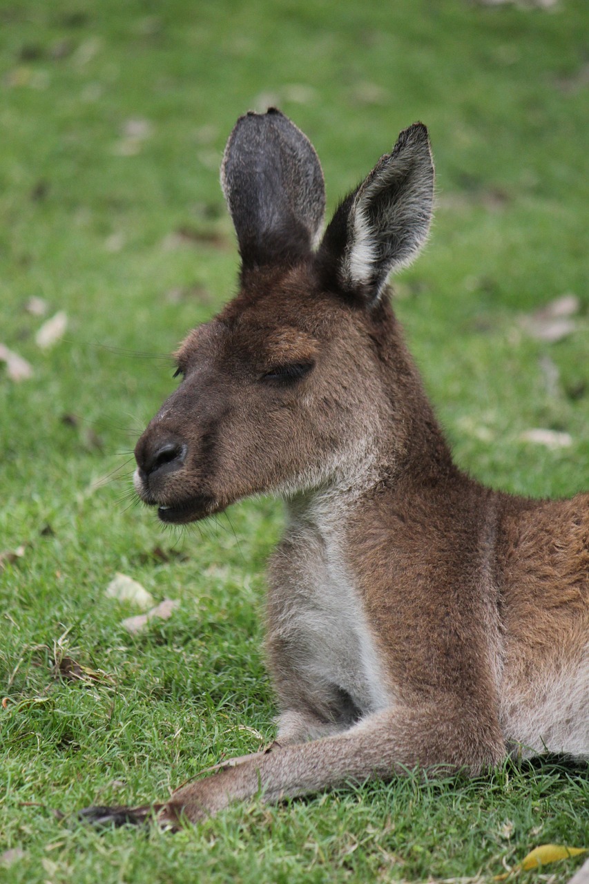 Kengūra, Australia, Vakarų Australija, Marsupial, Laukinė Gamta, Gyvūnas, Nemokamos Nuotraukos,  Nemokama Licenzija